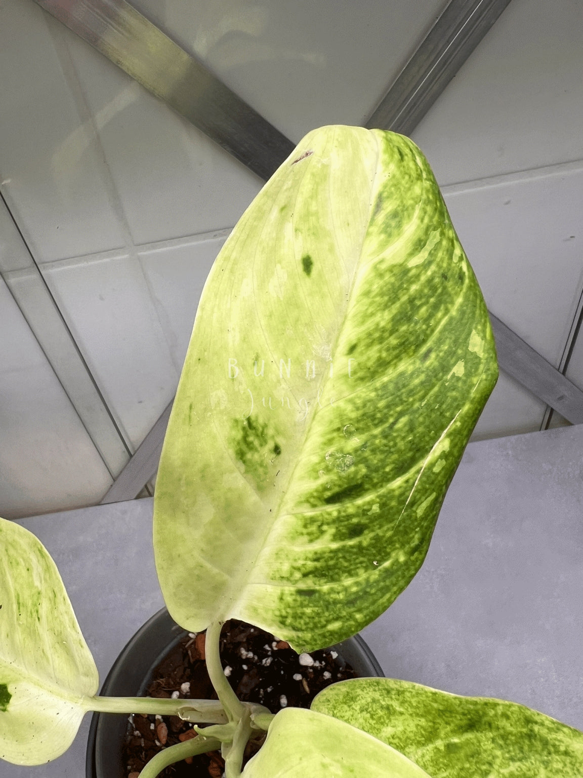 Aglaonema Sundrop Nr.2