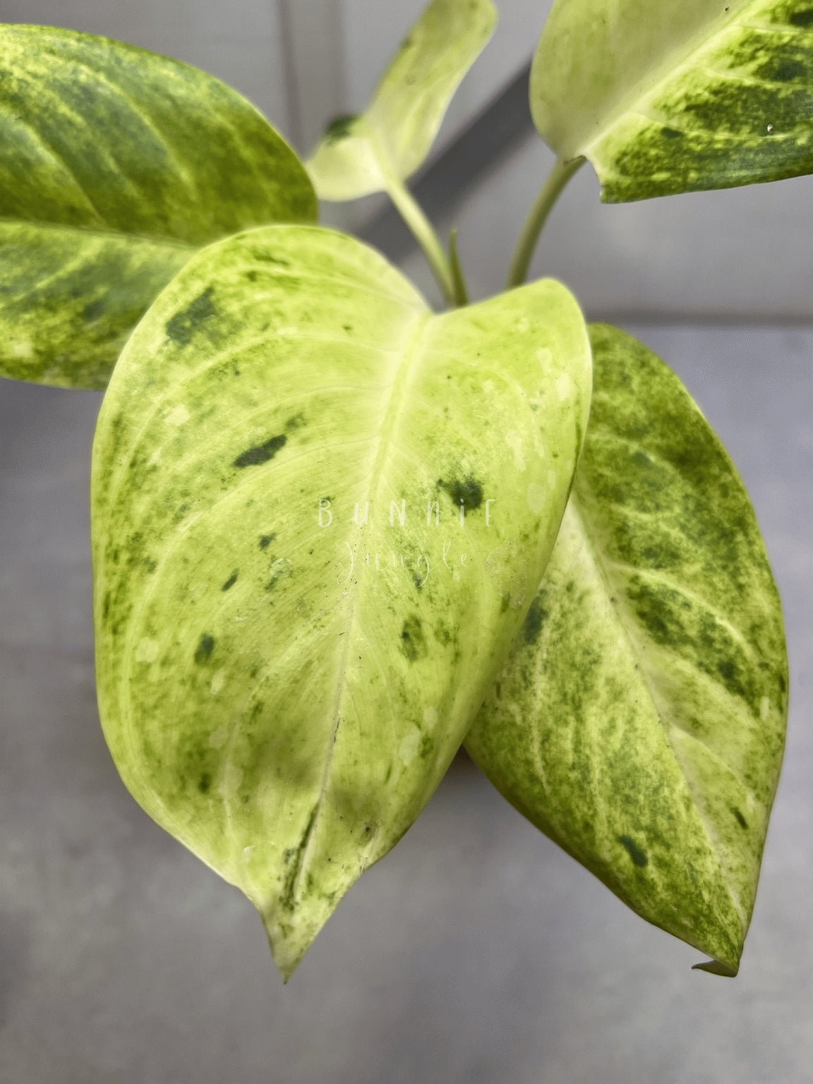 Aglaonema Sundrop Nr.2