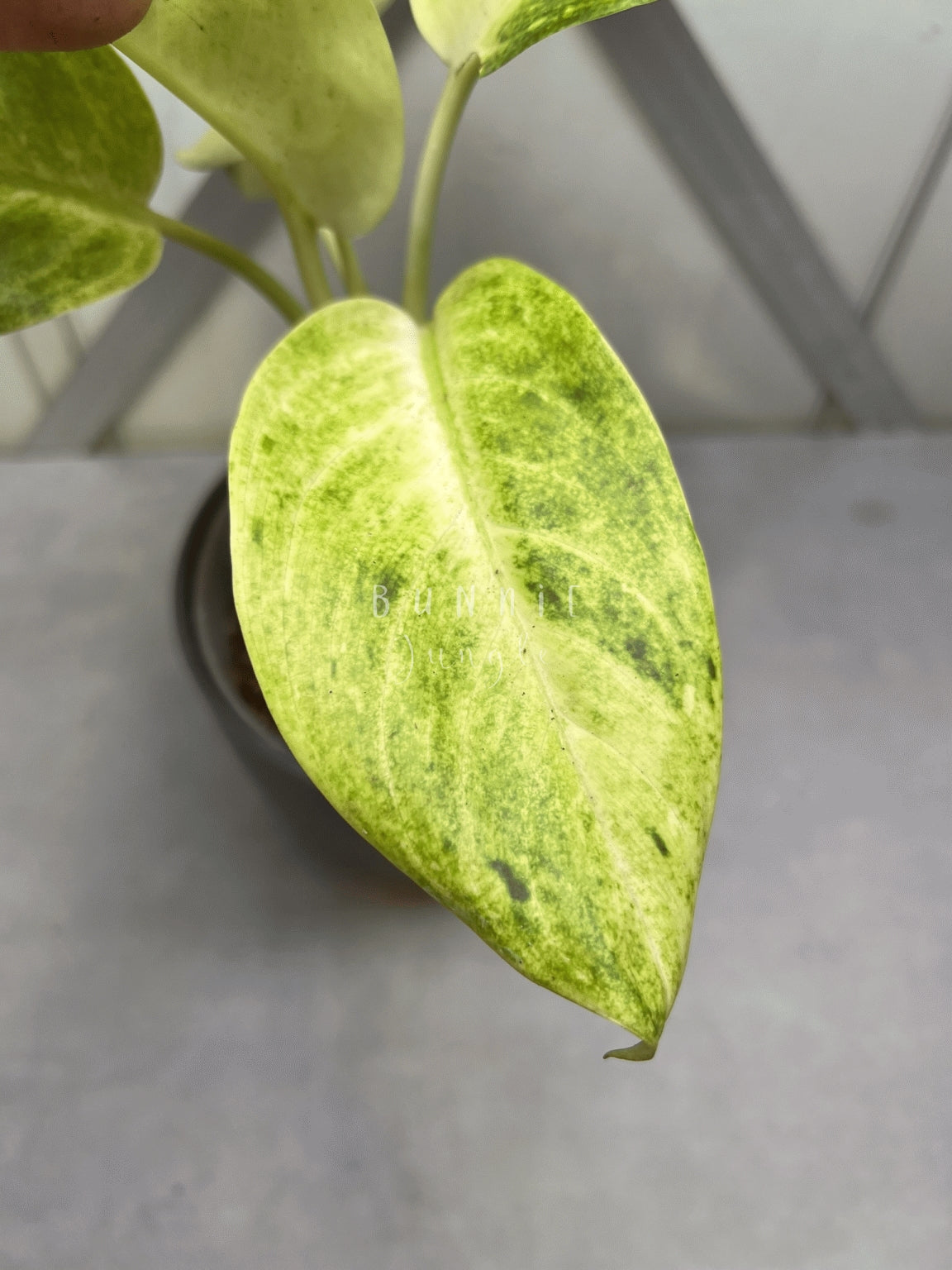 Aglaonema Sundrop Nr.2