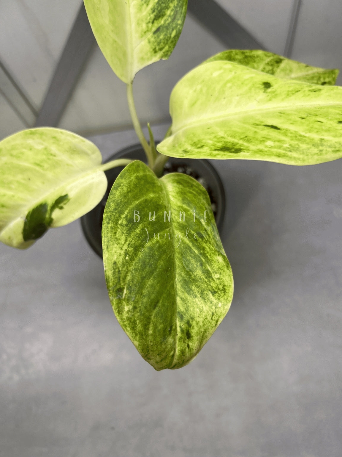Aglaonema Sundrop Nr.2
