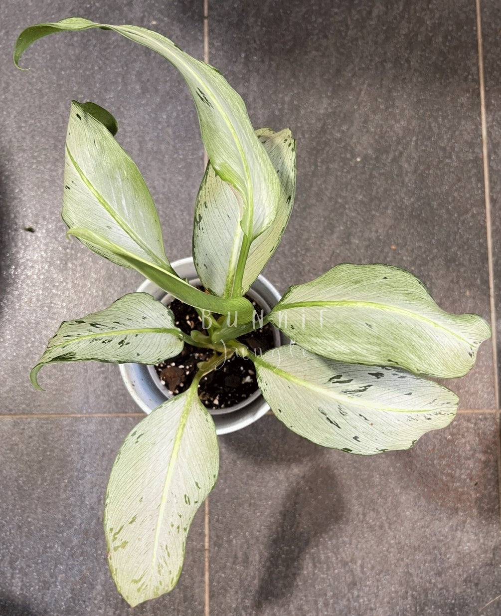 Dieffenbachia Moonshine Nr. 2