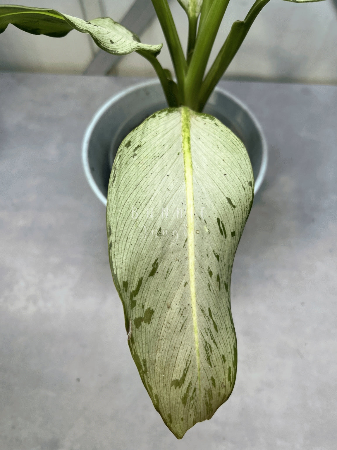 Dieffenbachia Moonshine Nr. 2