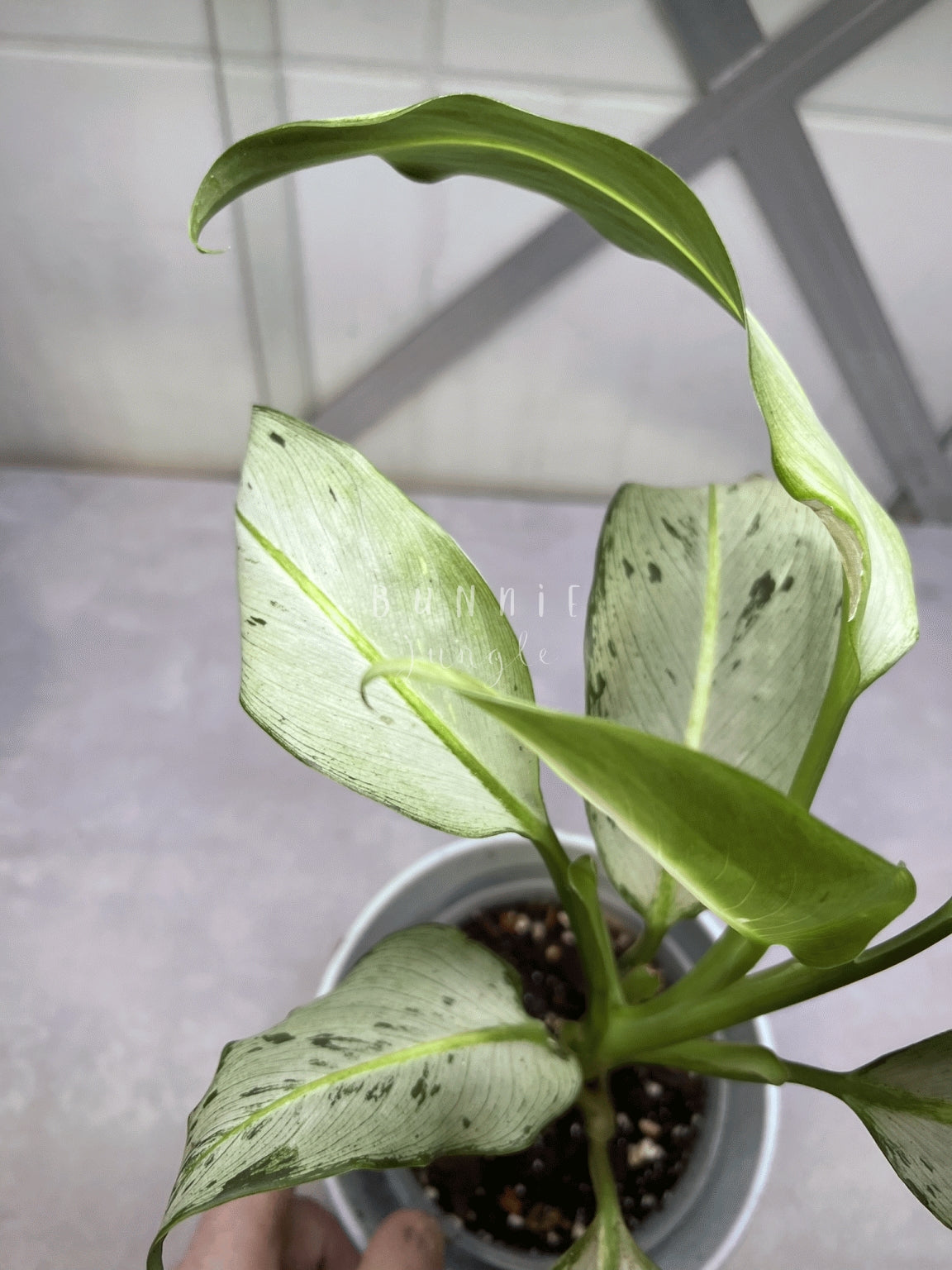 Dieffenbachia Moonshine Nr. 2