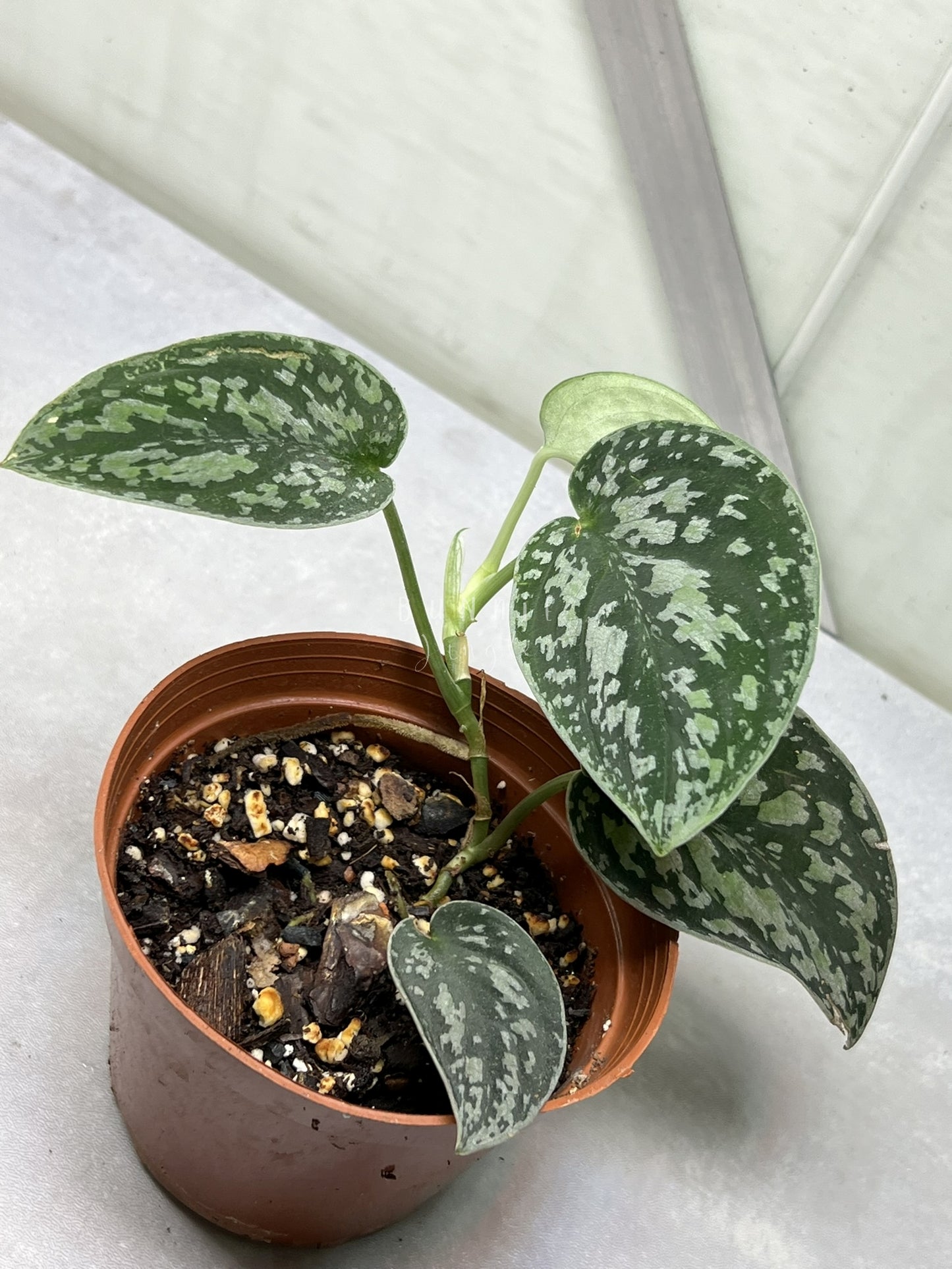 Scindapsus  Tricolor