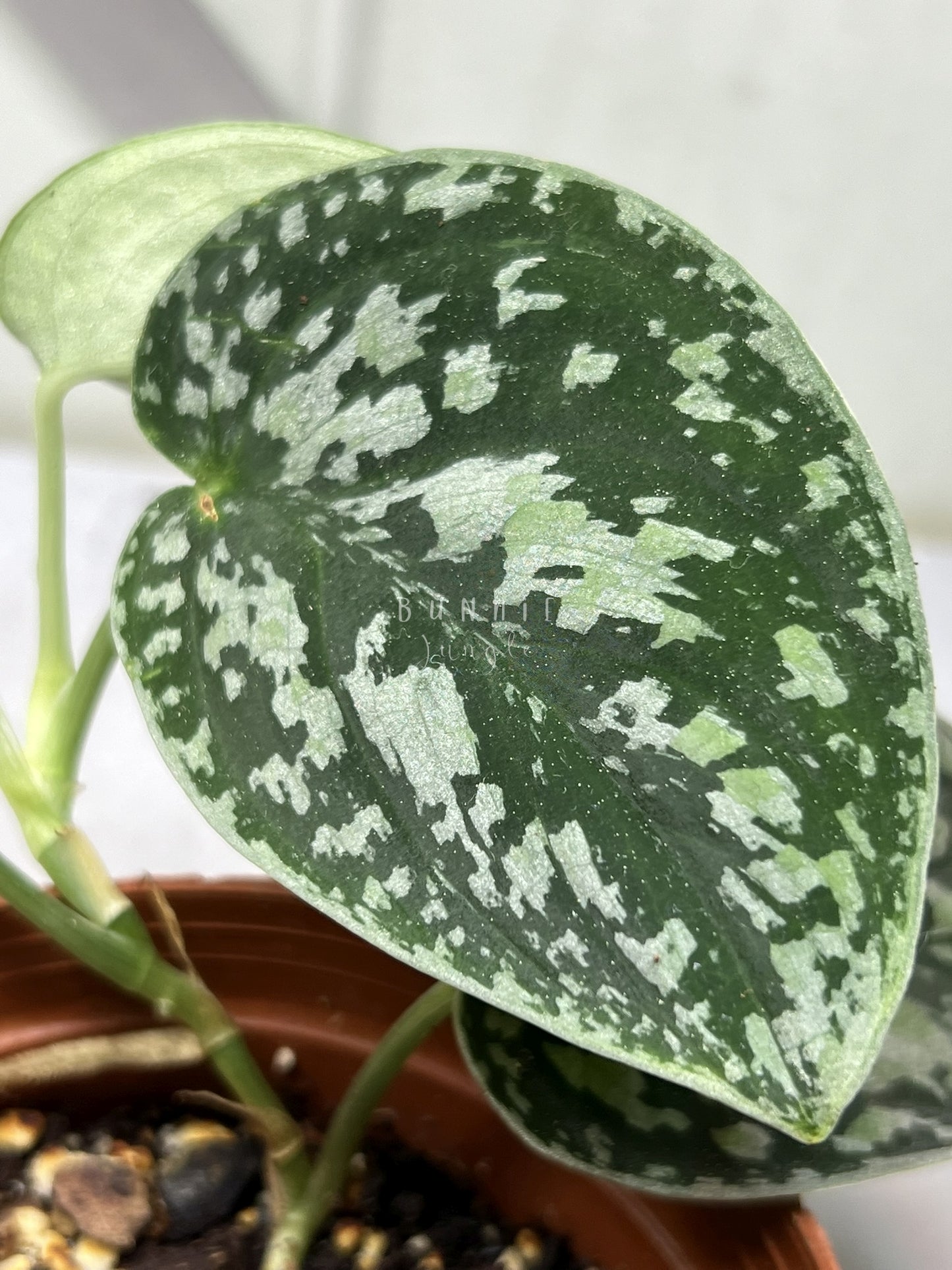 Scindapsus  Tricolor