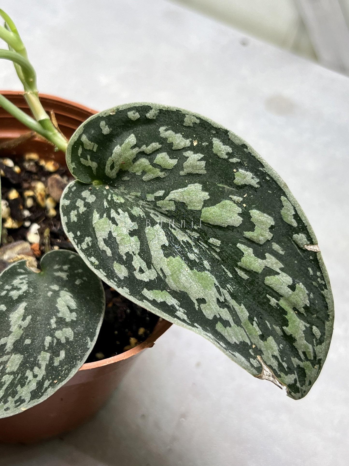 Scindapsus  Tricolor