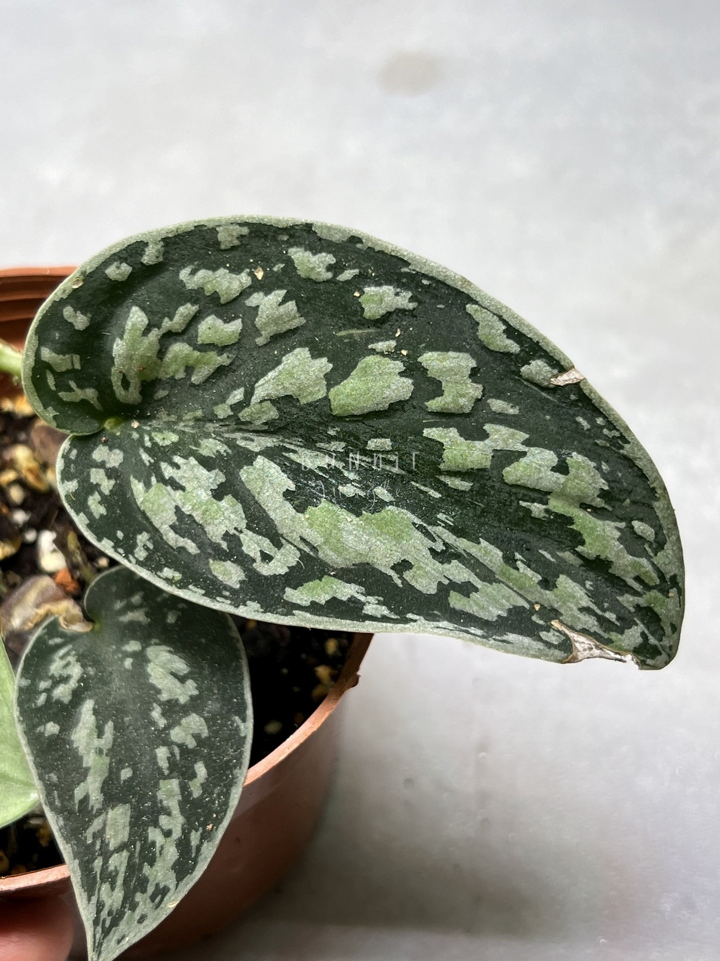 Scindapsus  Tricolor