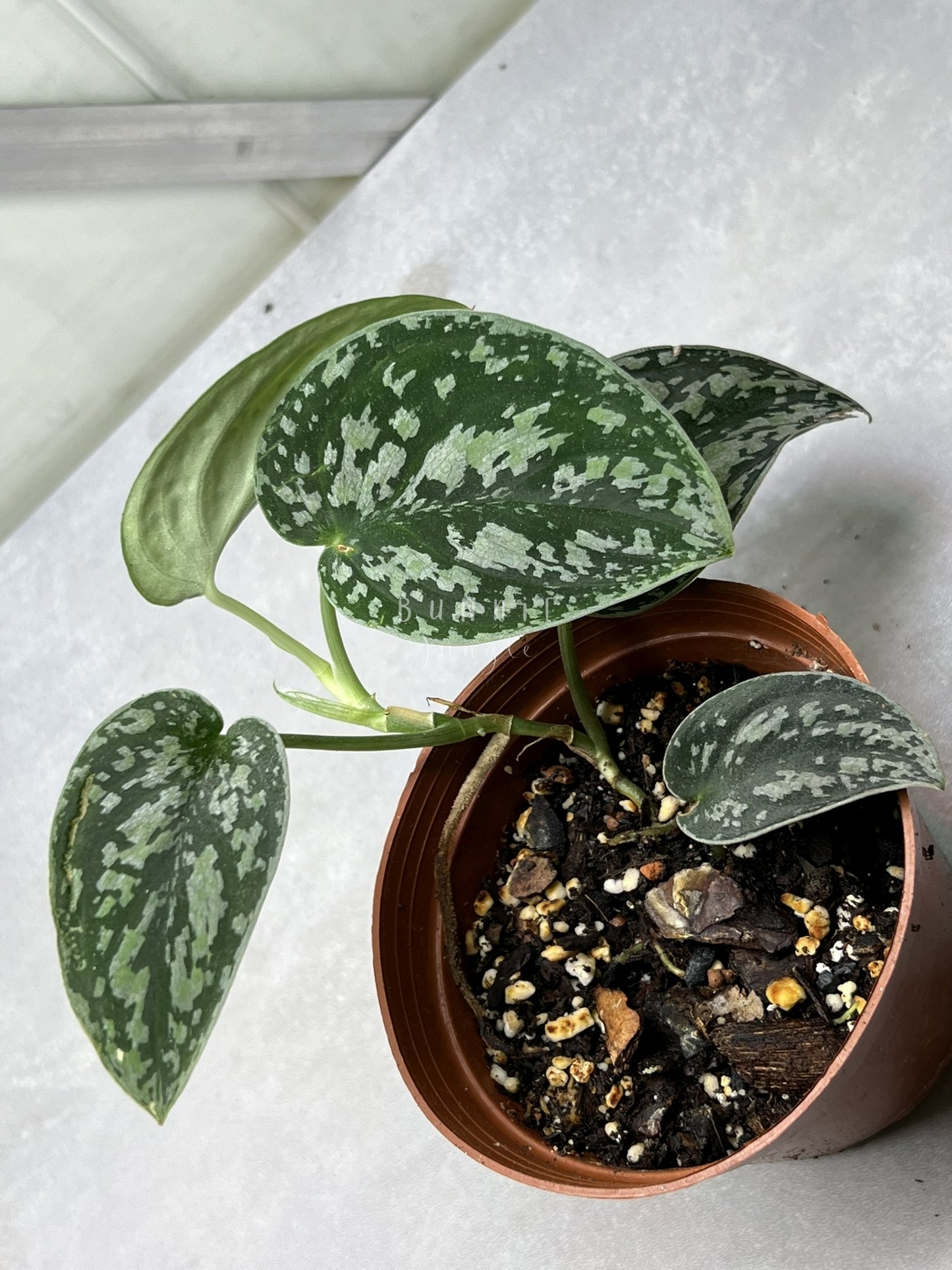 Scindapsus  Tricolor