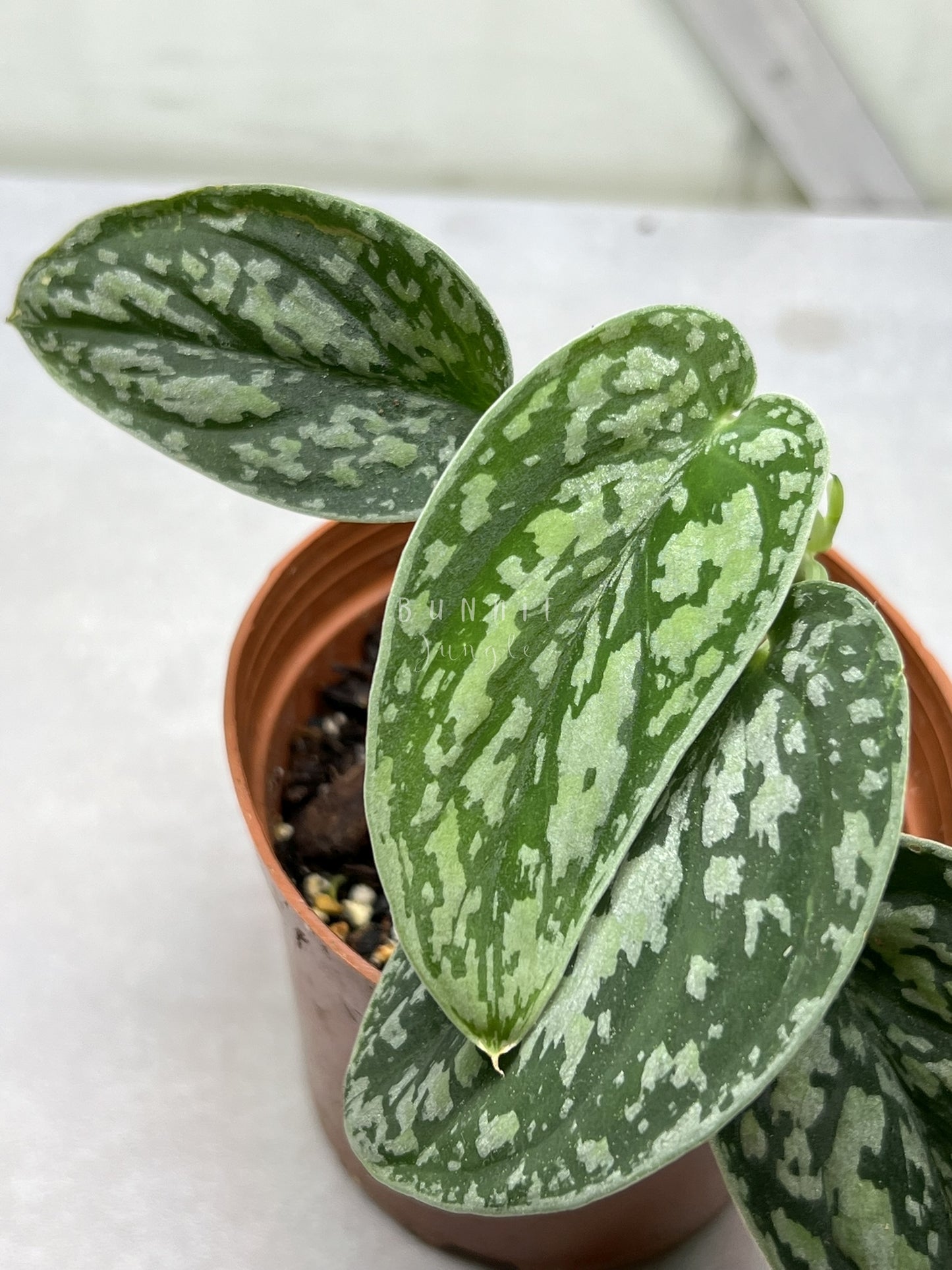 Scindapsus  Tricolor