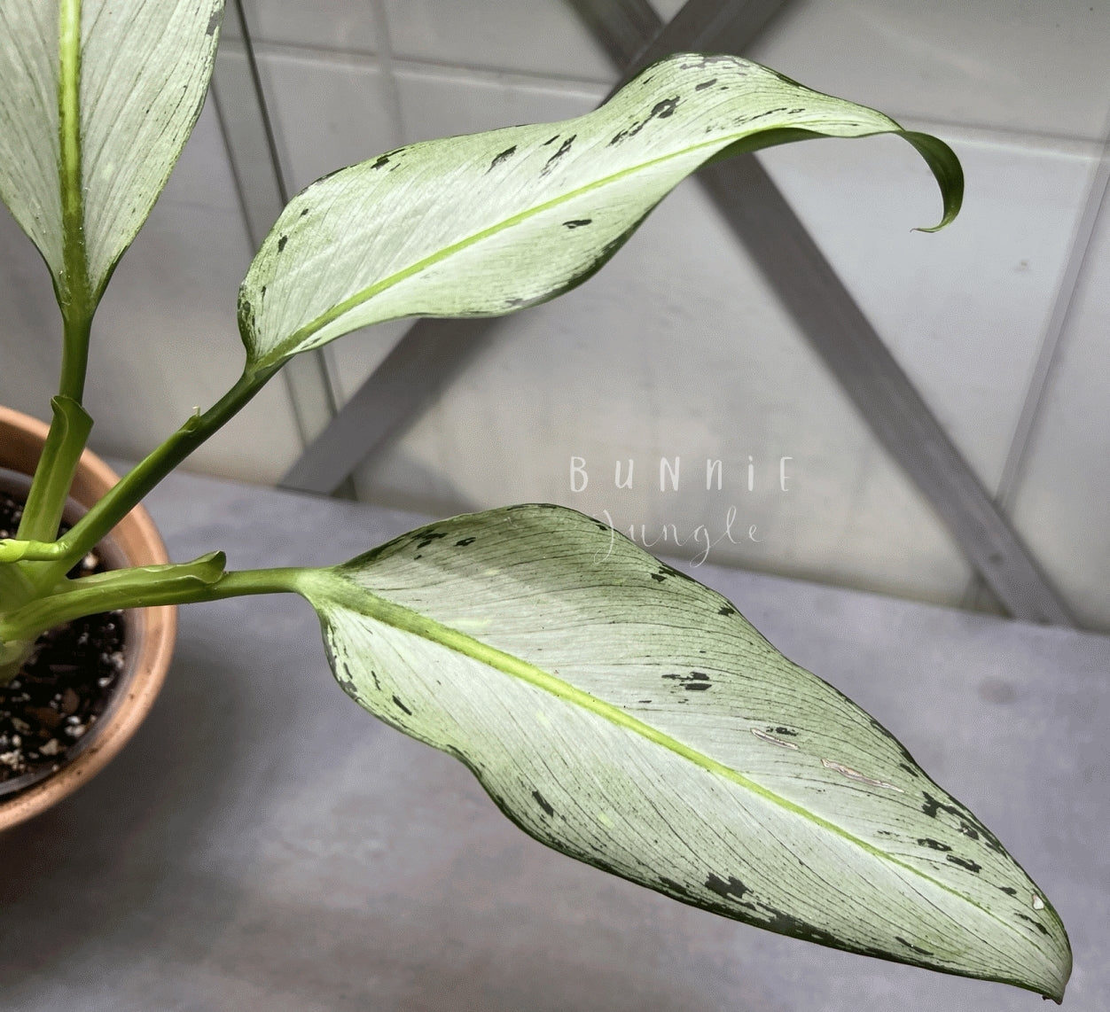 Dieffenbachia Moonshine Nr. 1