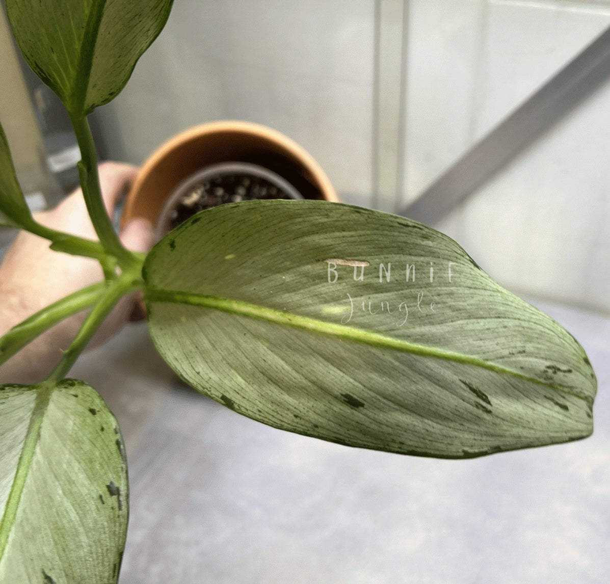 Dieffenbachia Moonshine Nr. 1