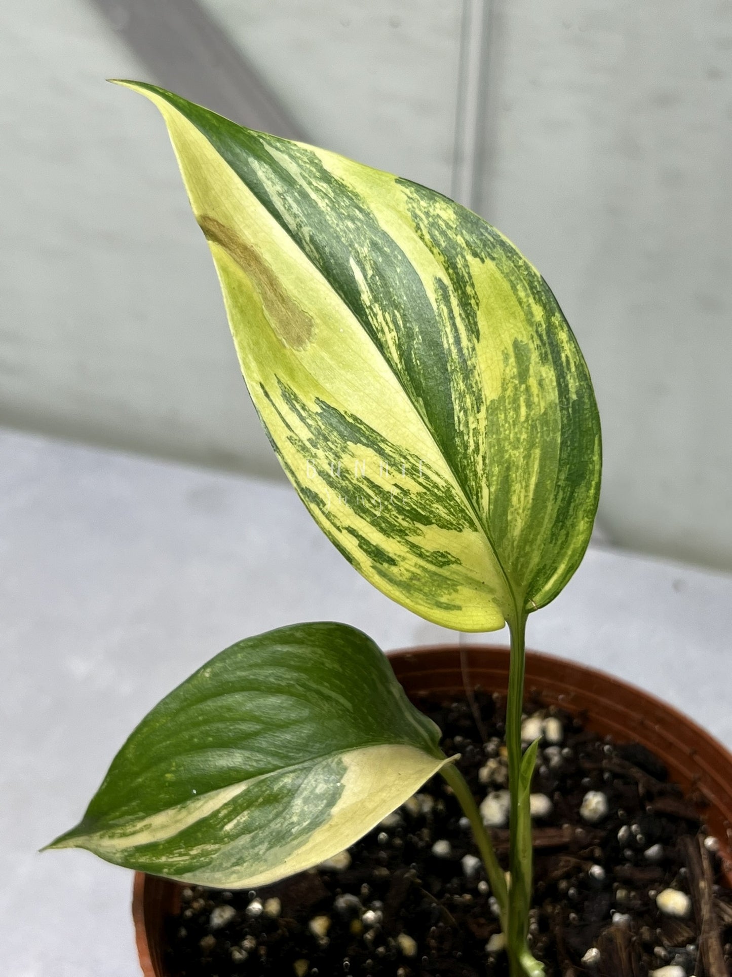 Scindapsus Salaka Aurea Nr. 2