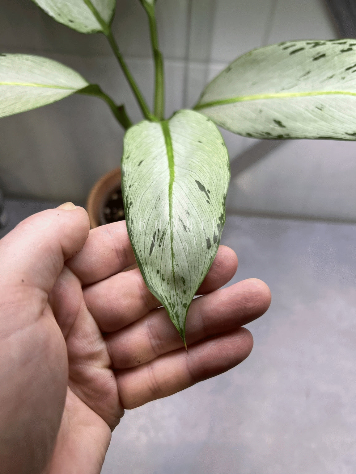 Dieffenbachia Moonshine Nr. 1