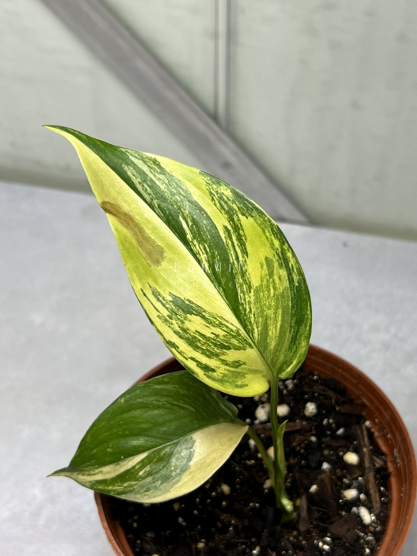 Scindapsus Salaka Aurea Nr. 2