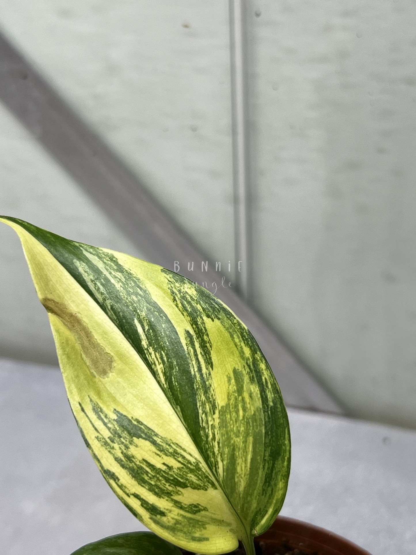 Scindapsus Salaka Aurea Nr. 2