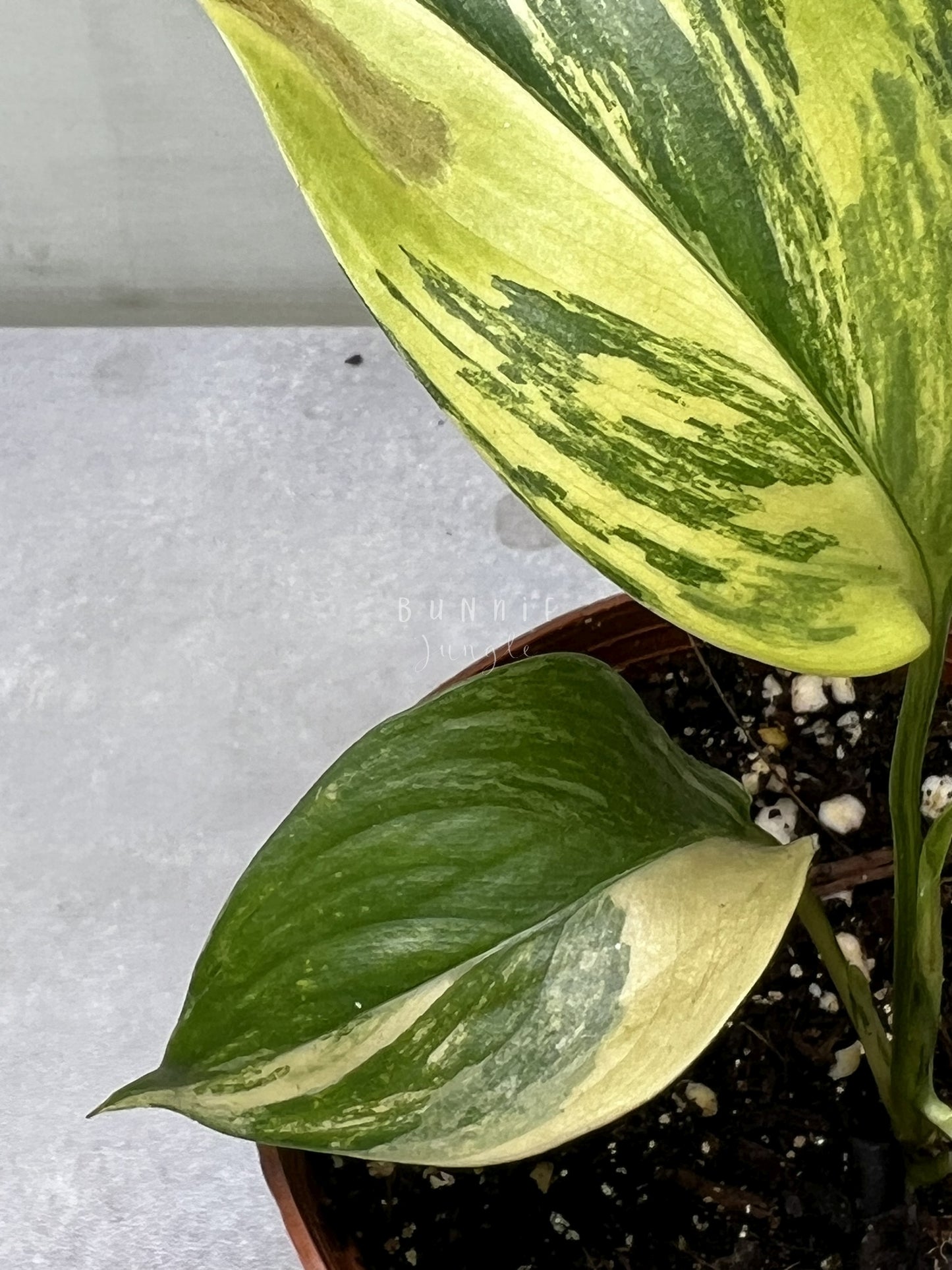 Scindapsus Salaka Aurea Nr. 2