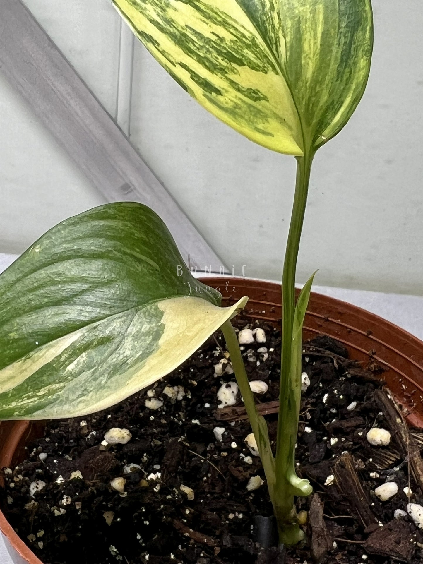 Scindapsus Salaka Aurea Nr. 2