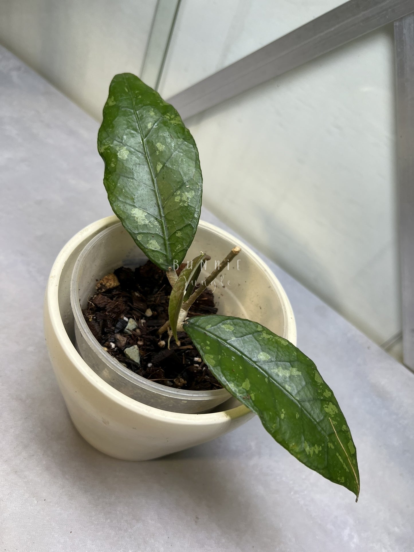 Hoya SP Aceh Gayo Lues Nr. 1