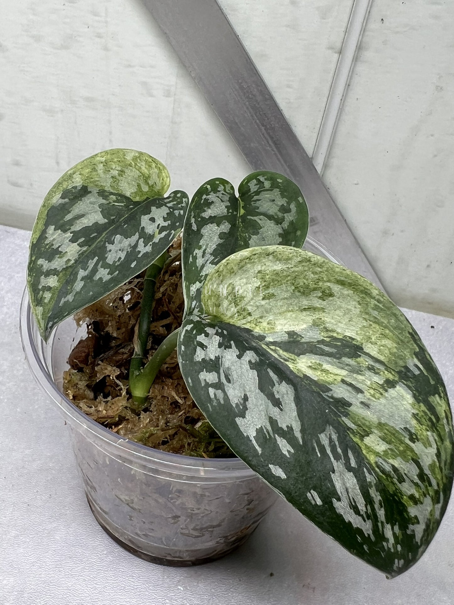 Scindapsus Matcha "RARE"
