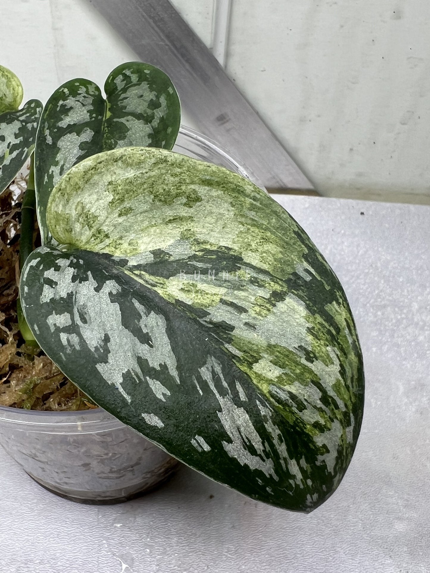 Scindapsus Matcha "RARE"