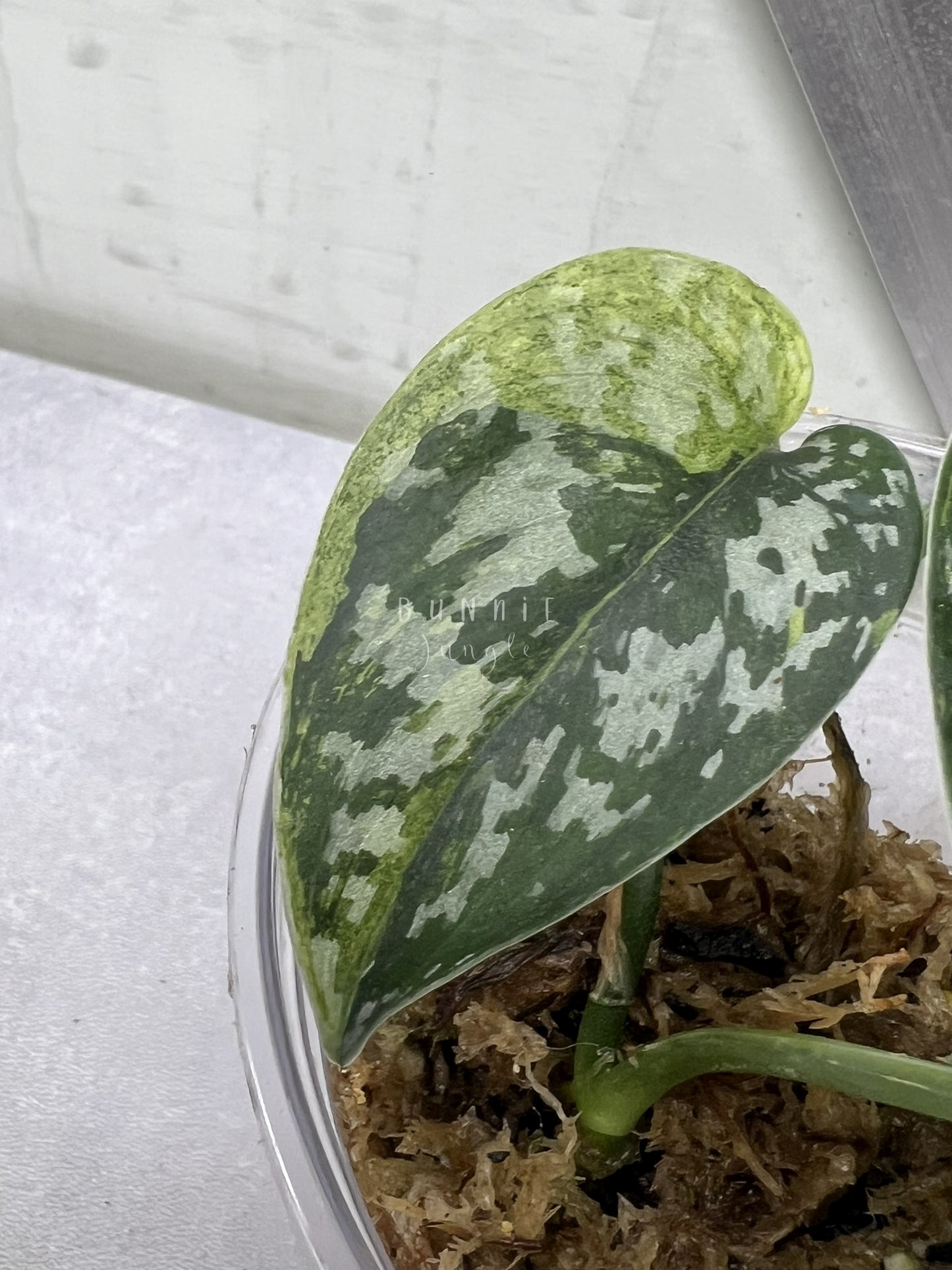 Scindapsus Matcha "RARE"