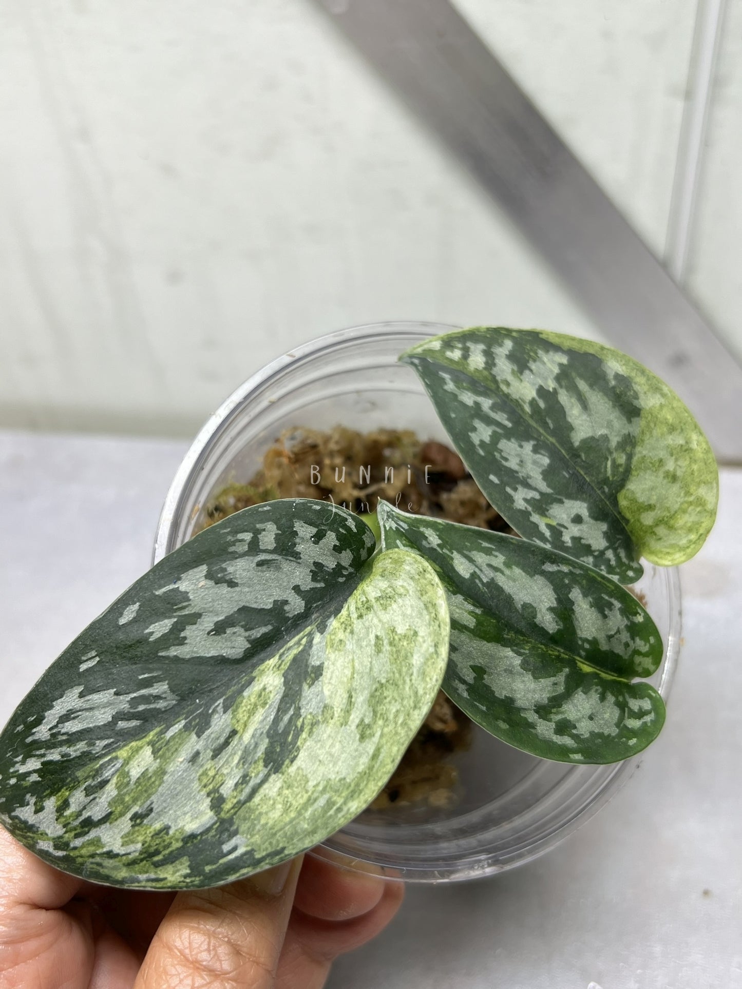 Scindapsus Matcha "RARE"