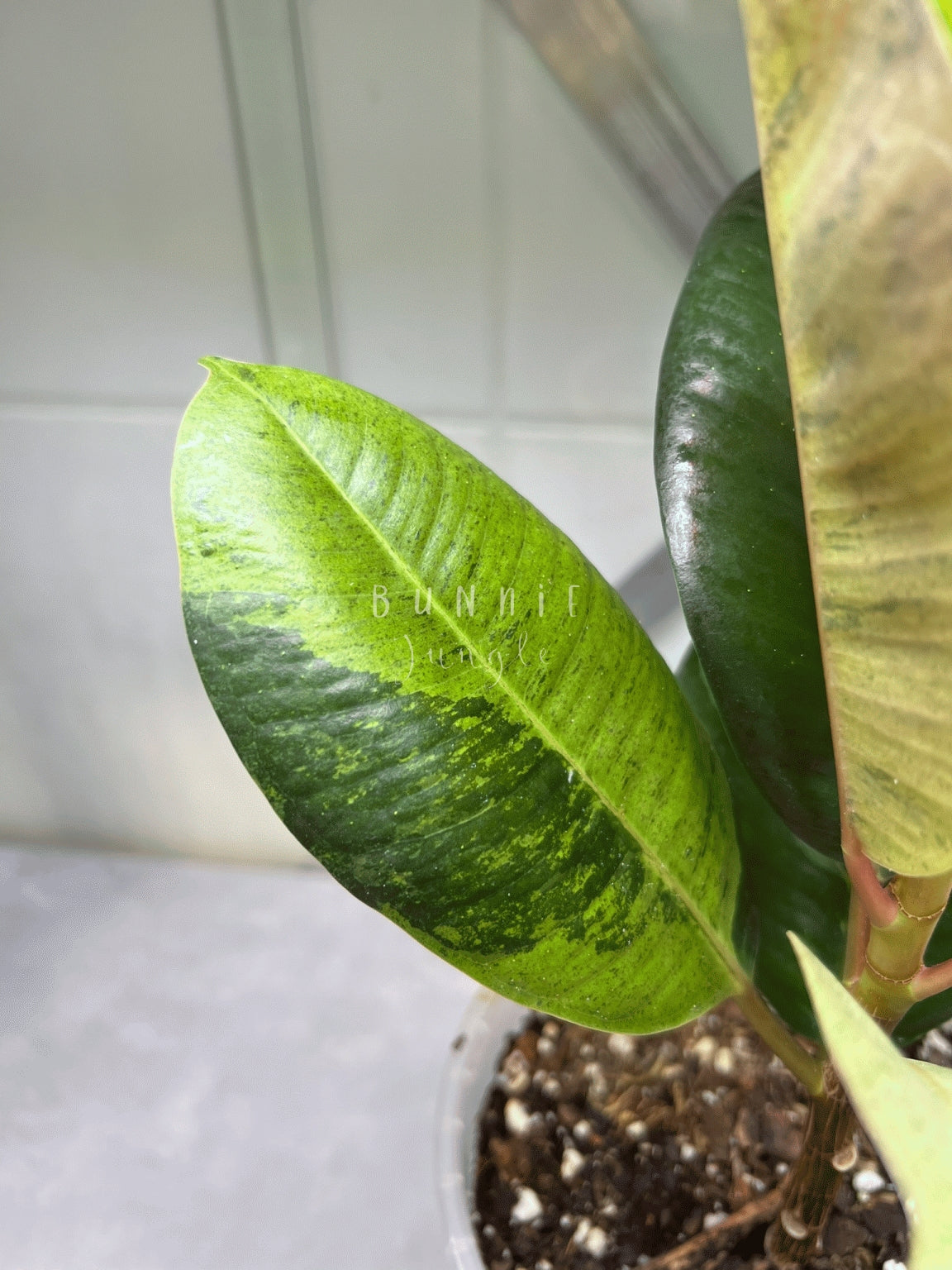Ficus Moonshine Shivereana Variagata