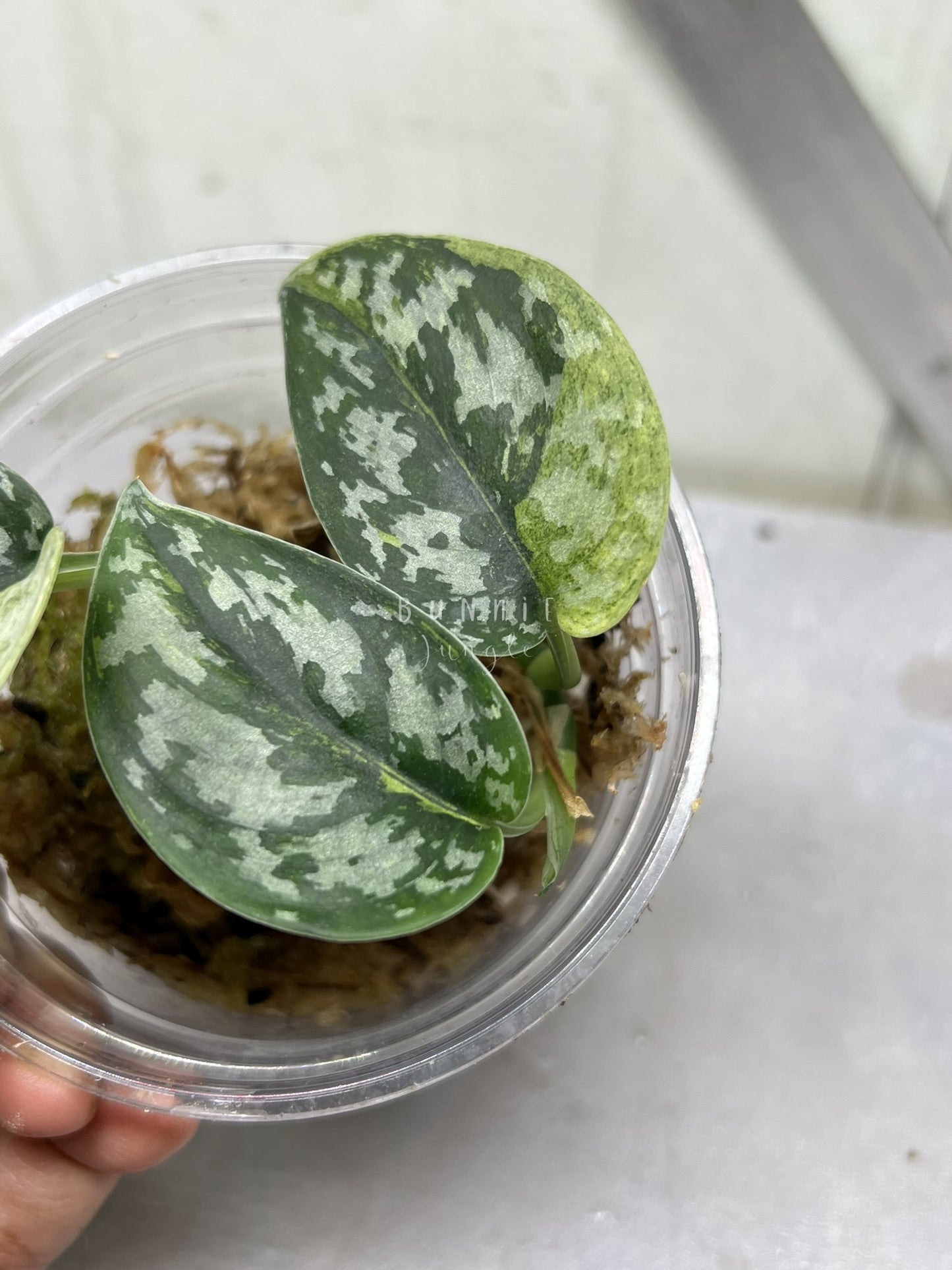 Scindapsus Matcha "RARE"