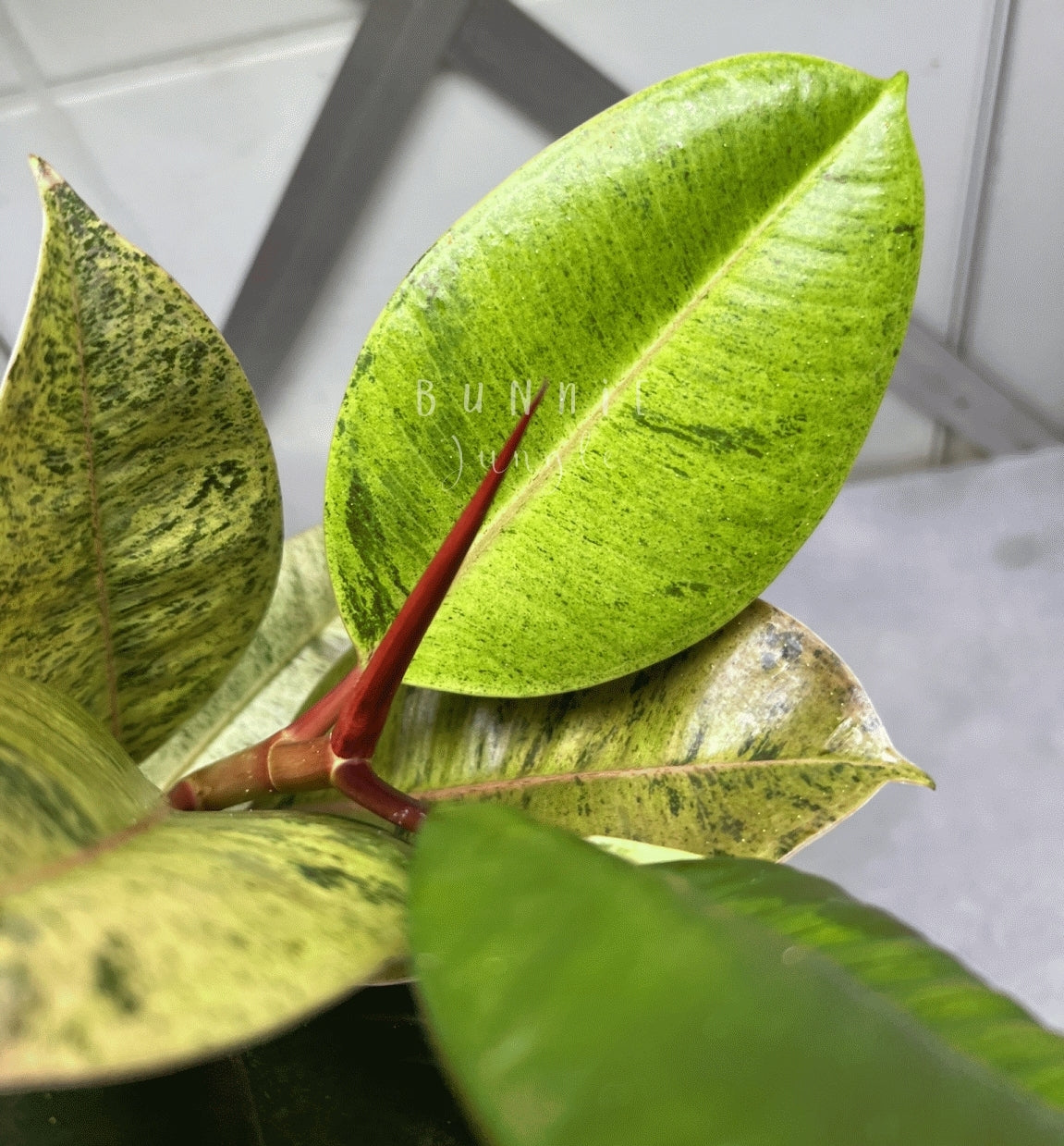 Ficus Moonshine Shivereana Variagata