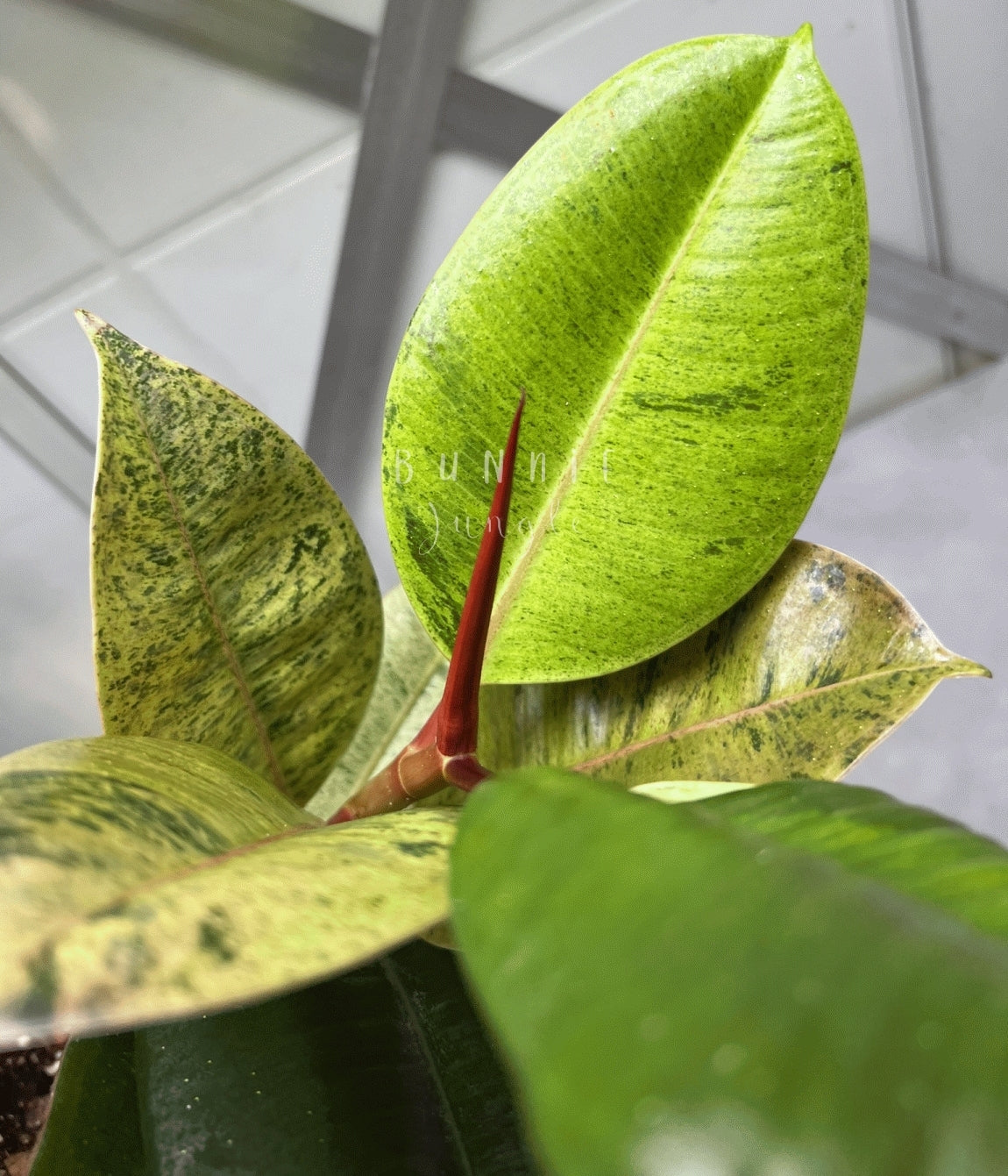 Ficus Moonshine Shivereana Variagata