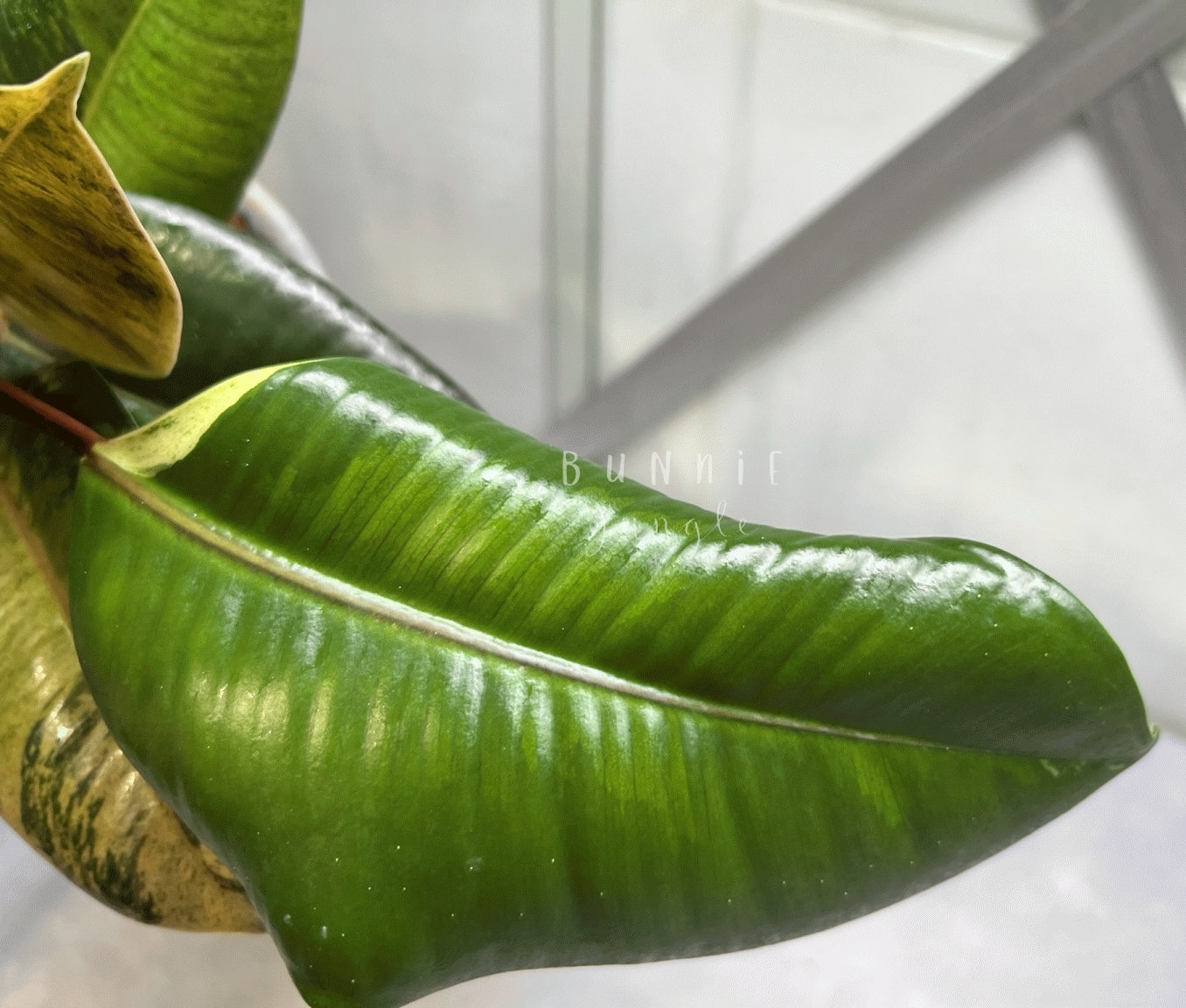 Ficus Moonshine Shivereana Variagata