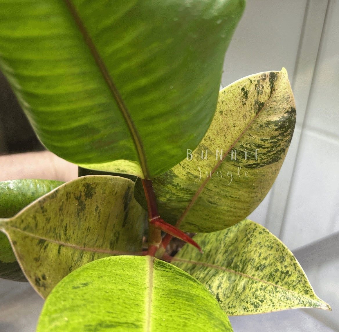 Ficus Moonshine Shivereana Variagata