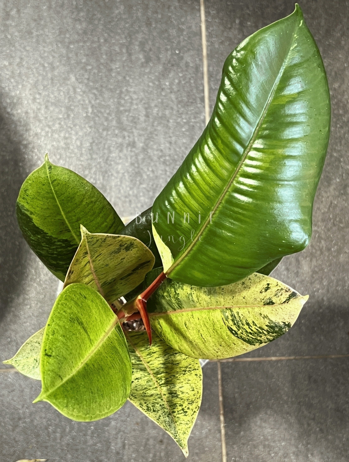 Ficus Moonshine Shivereana Variagata