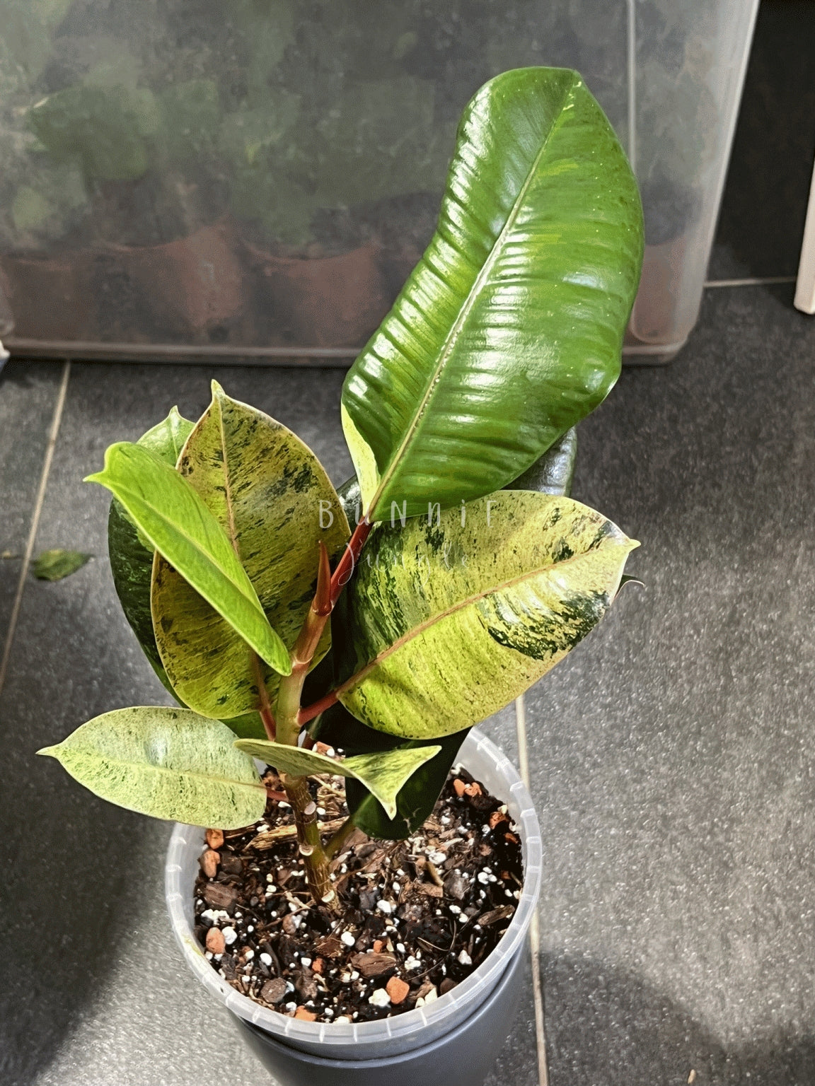 Ficus Moonshine Shivereana Variagata