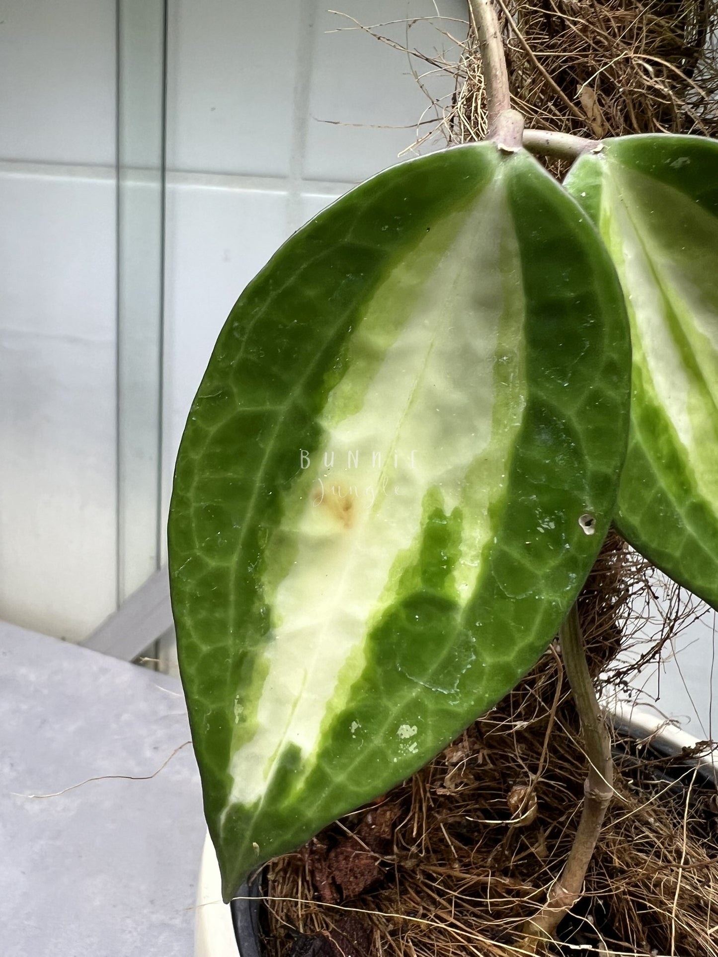 Hoya Latifolia POG  (Pot of Gold) Nr. 1