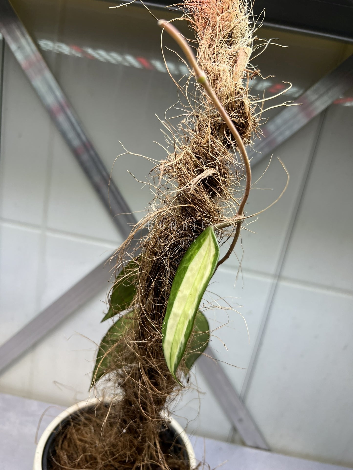 Hoya Latifolia POG  (Pot of Gold) Nr. 1
