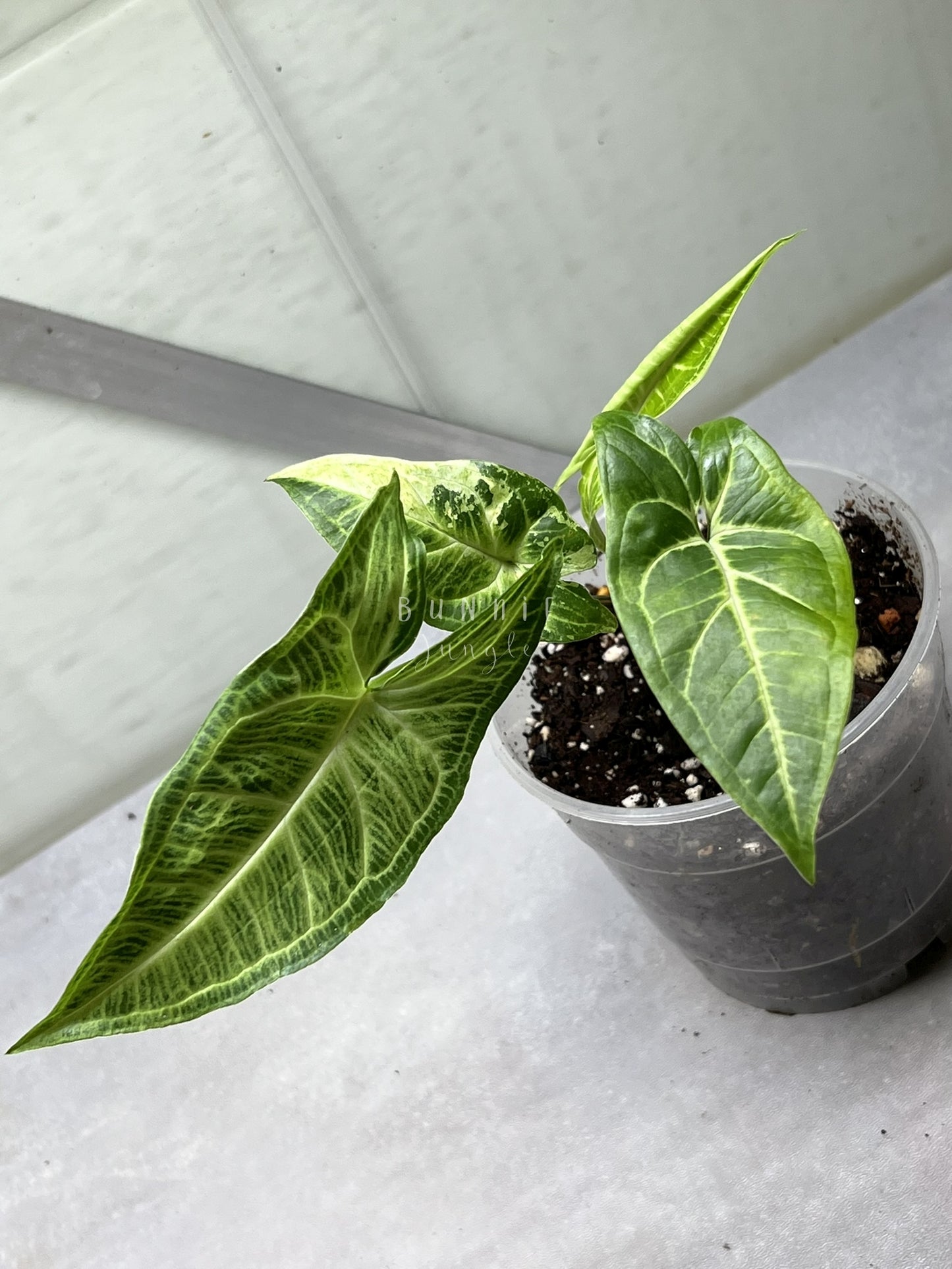 Syngonium Batik Variegata Nr. 1