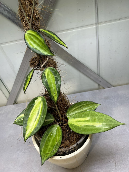 Hoya Latifolia POG  (Pot of Gold) Nr. 2