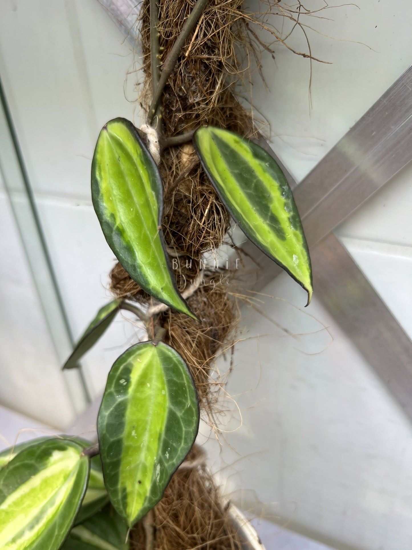 Hoya Latifolia POG  (Pot of Gold) Nr. 2