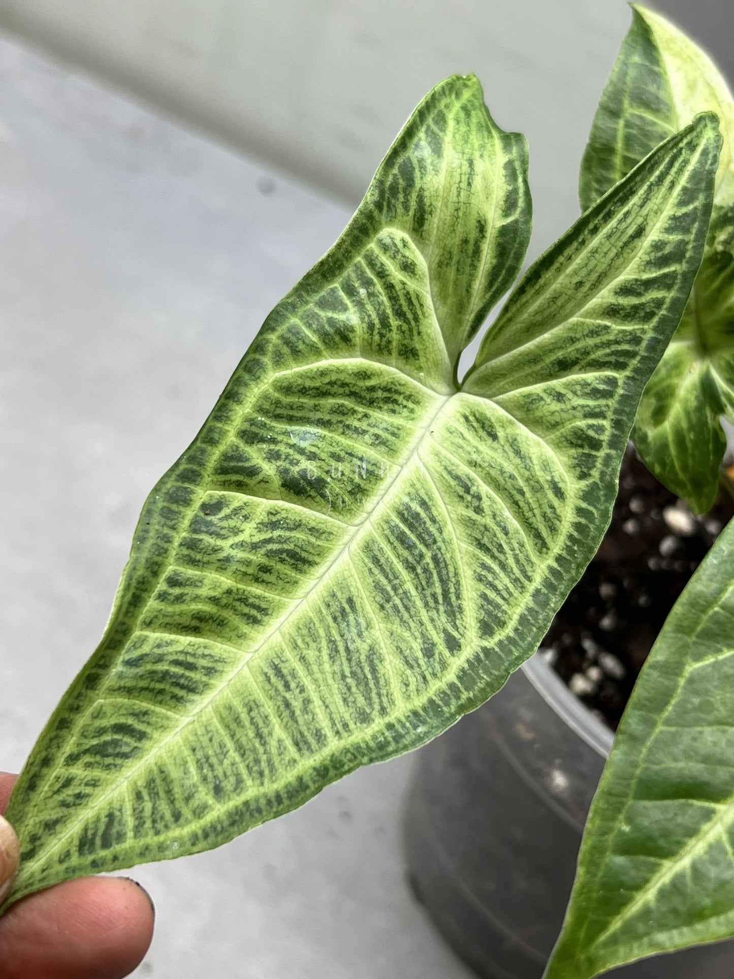 Syngonium Batik Variegata Nr. 1