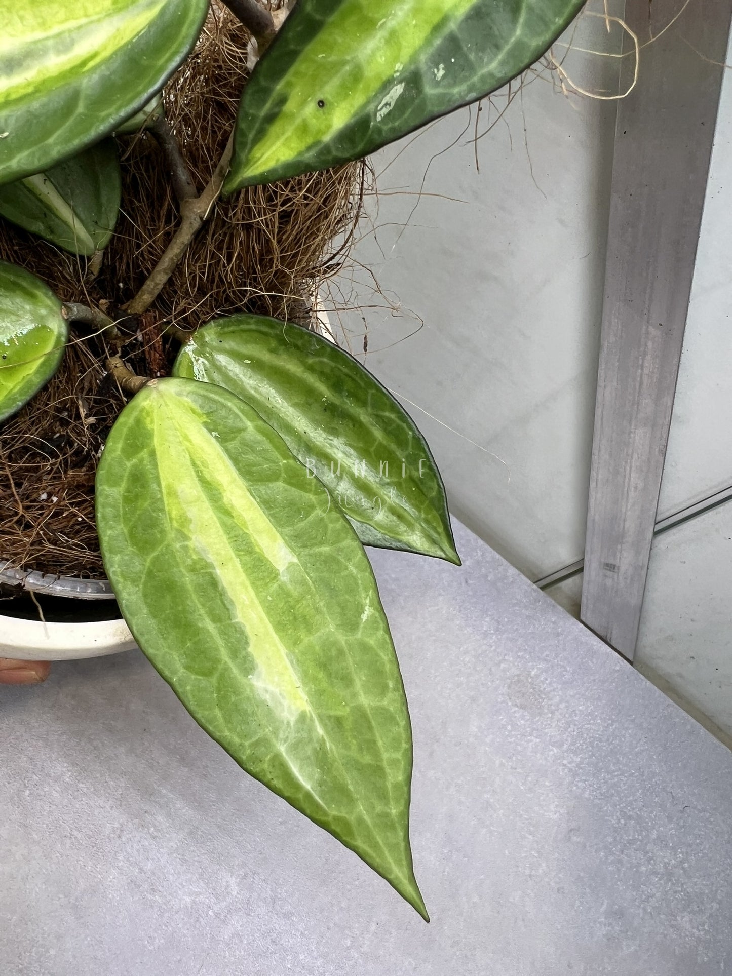 Hoya Latifolia POG  (Pot of Gold) Nr. 2