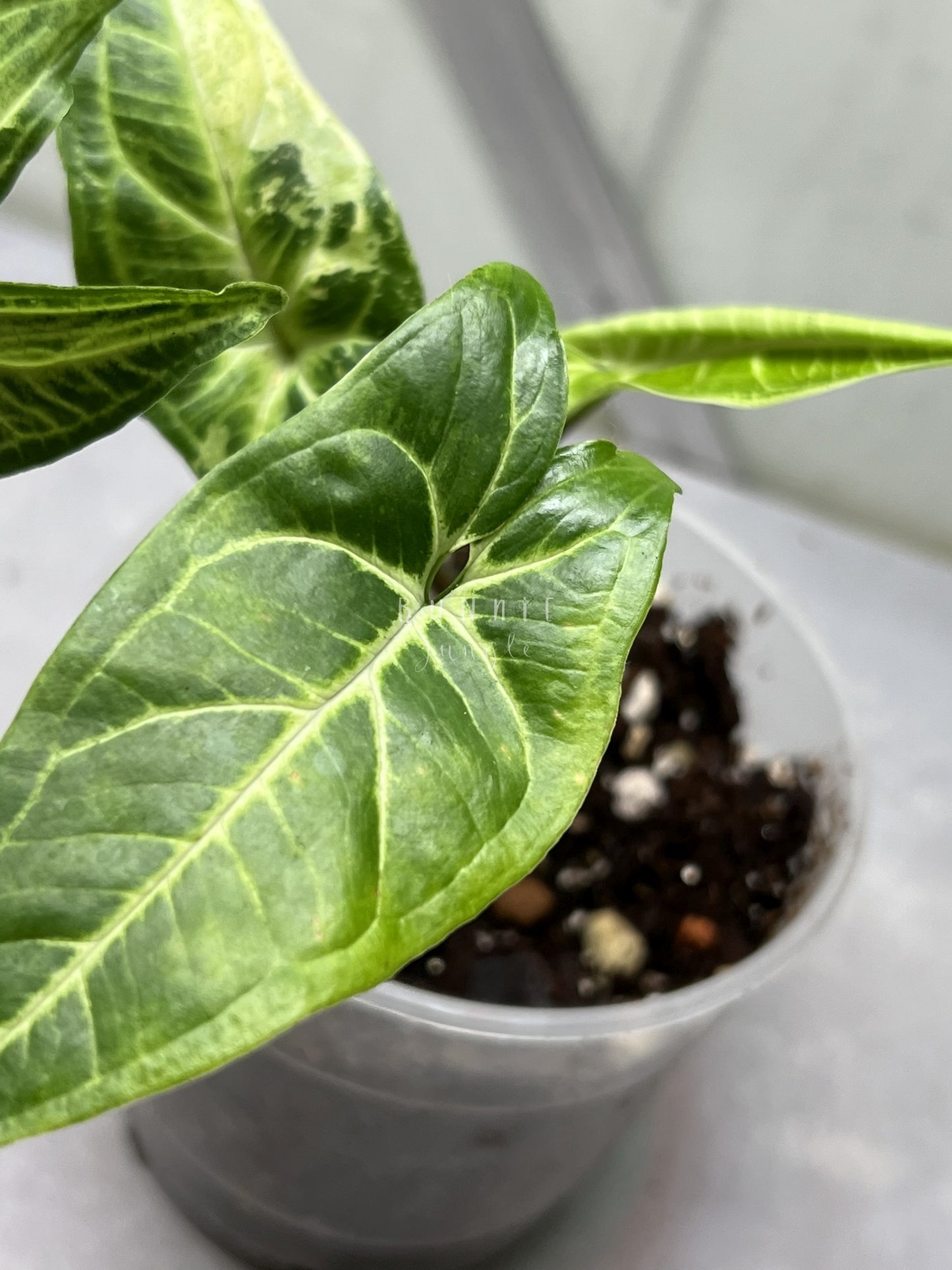 Syngonium Batik Variegata Nr. 1