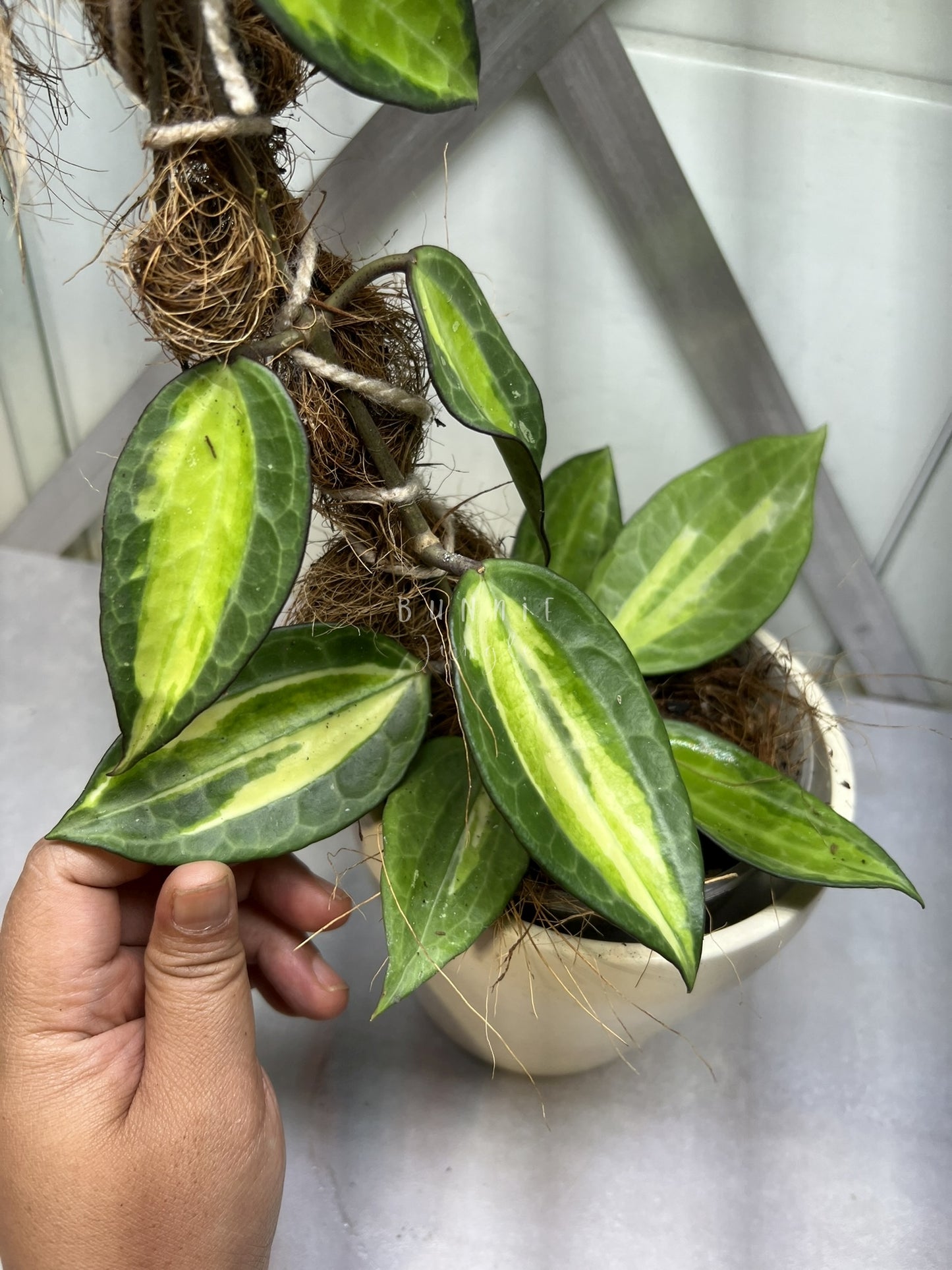 Hoya Latifolia POG  (Pot of Gold) Nr. 2