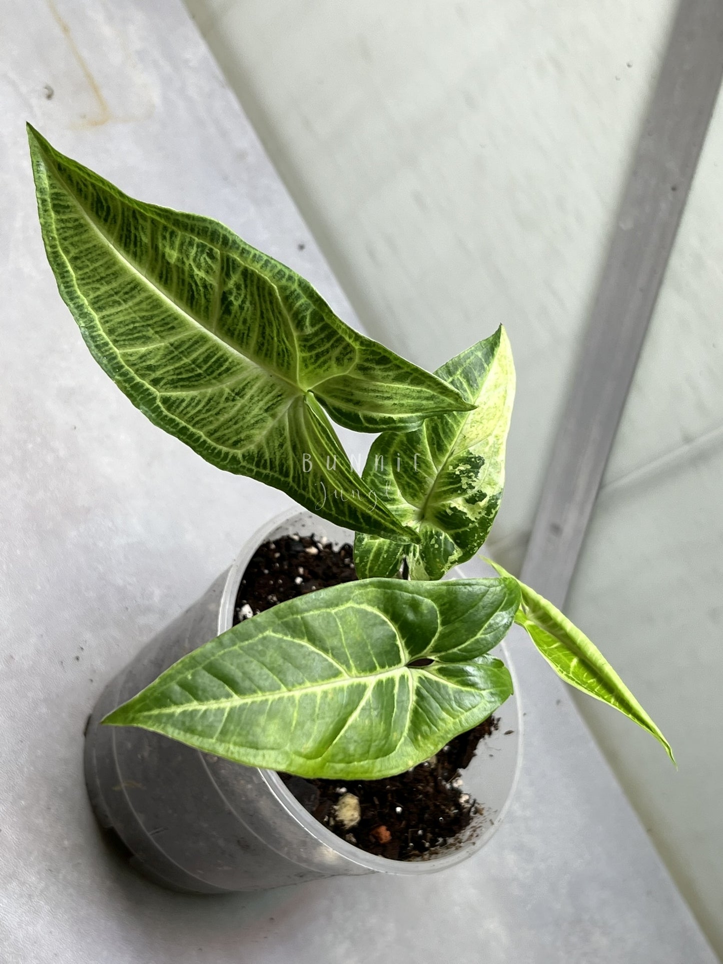 Syngonium Batik Variegata Nr. 1