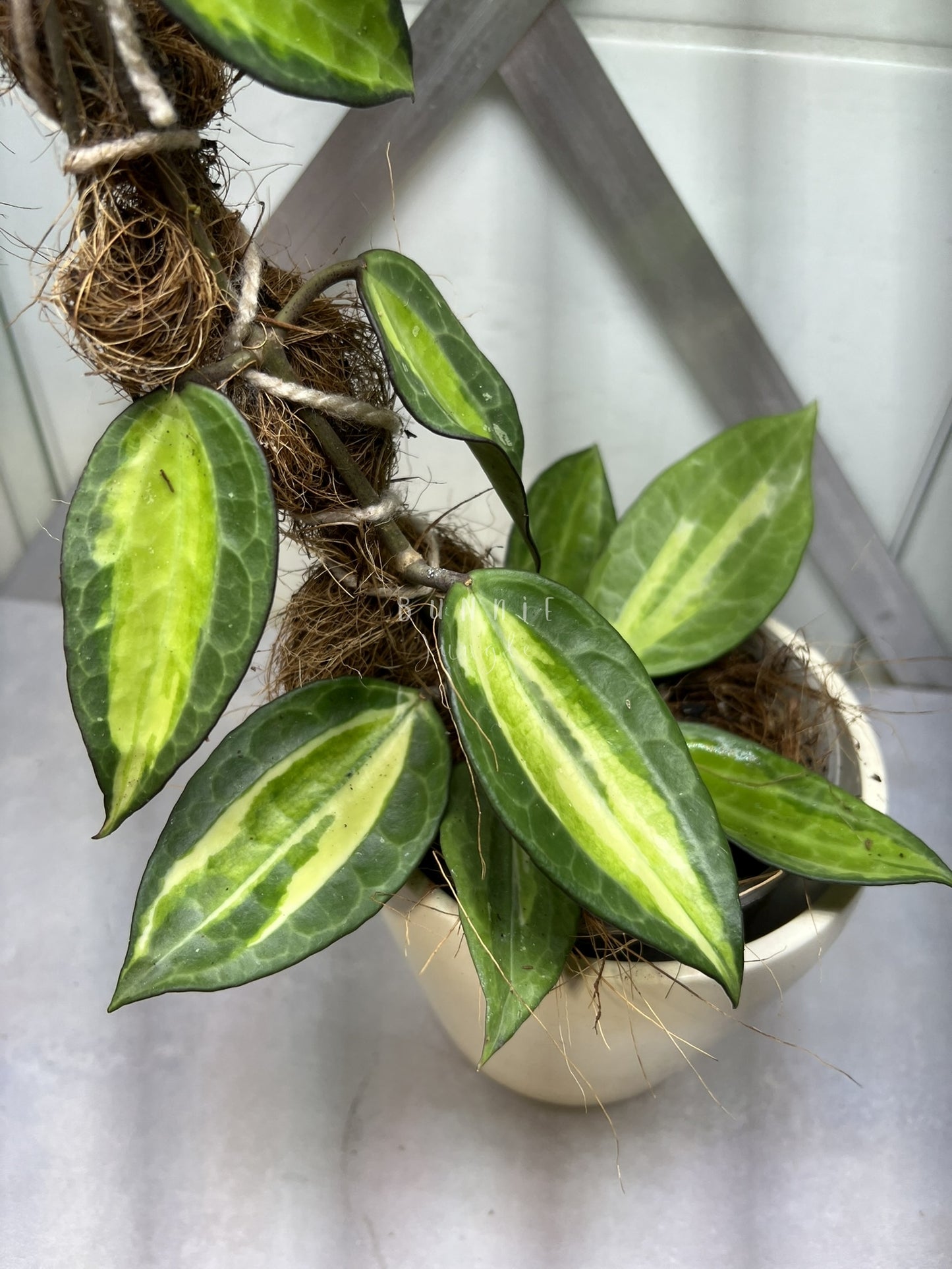 Hoya Latifolia POG  (Pot of Gold) Nr. 2