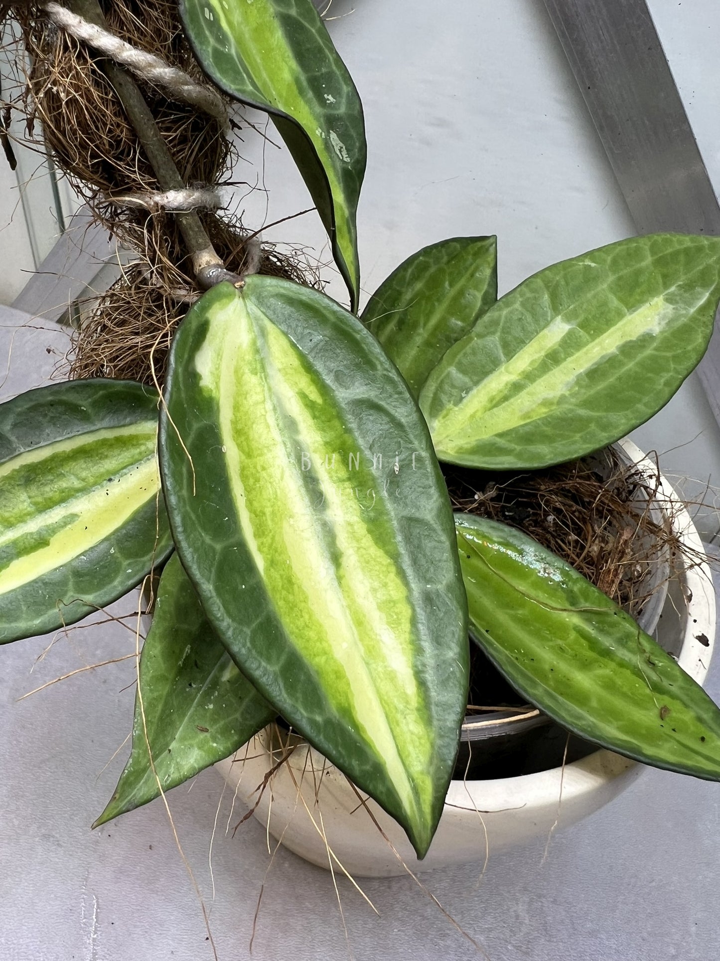 Hoya Latifolia POG  (Pot of Gold) Nr. 2