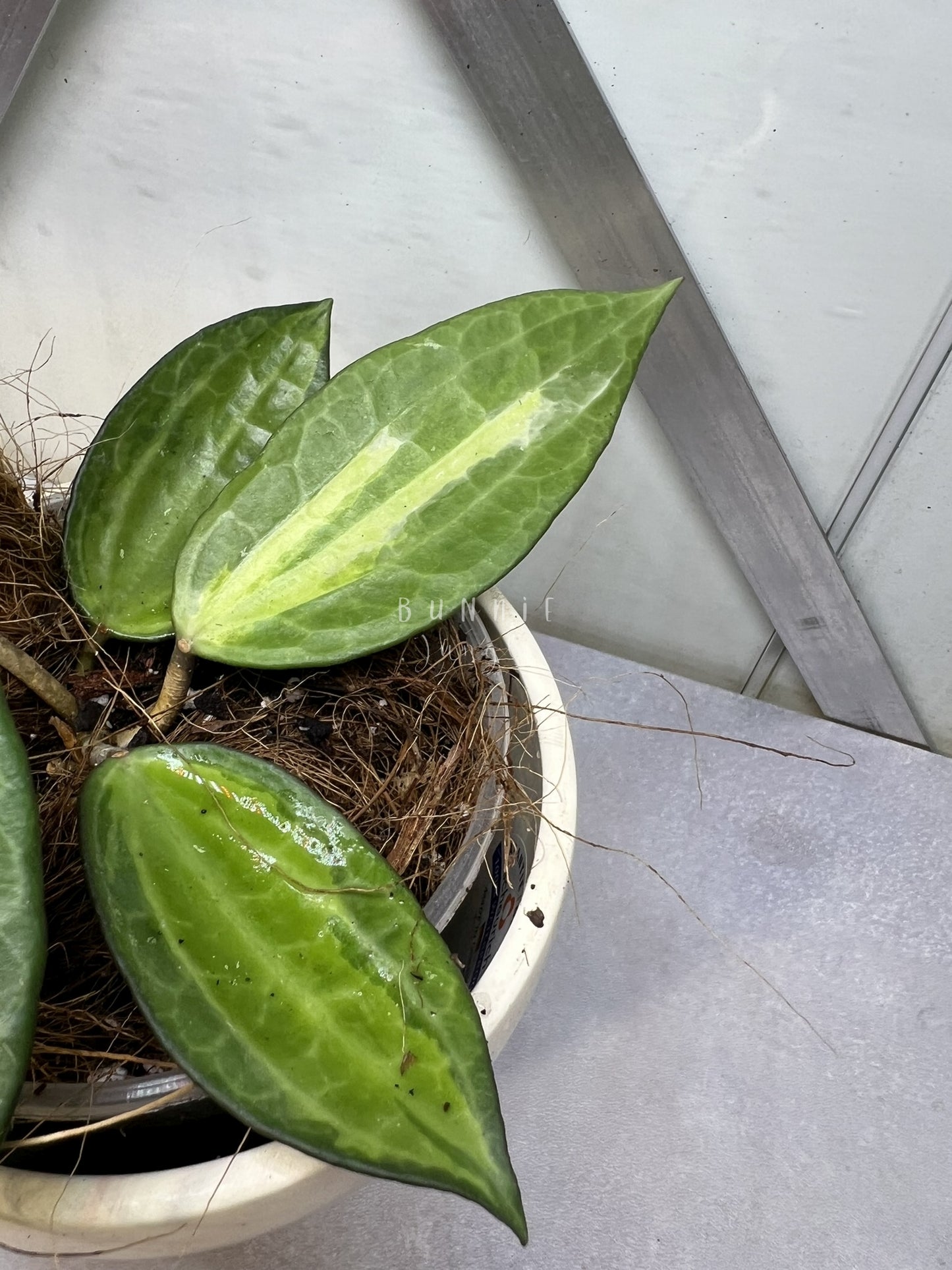 Hoya Latifolia POG  (Pot of Gold) Nr. 2