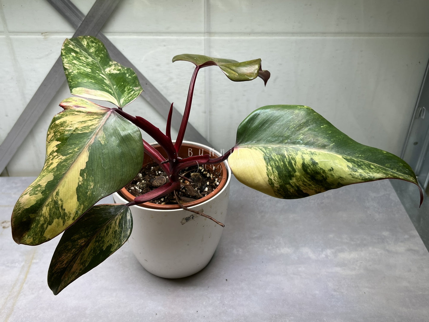 Philodendron Strawberry Shake Nr.2