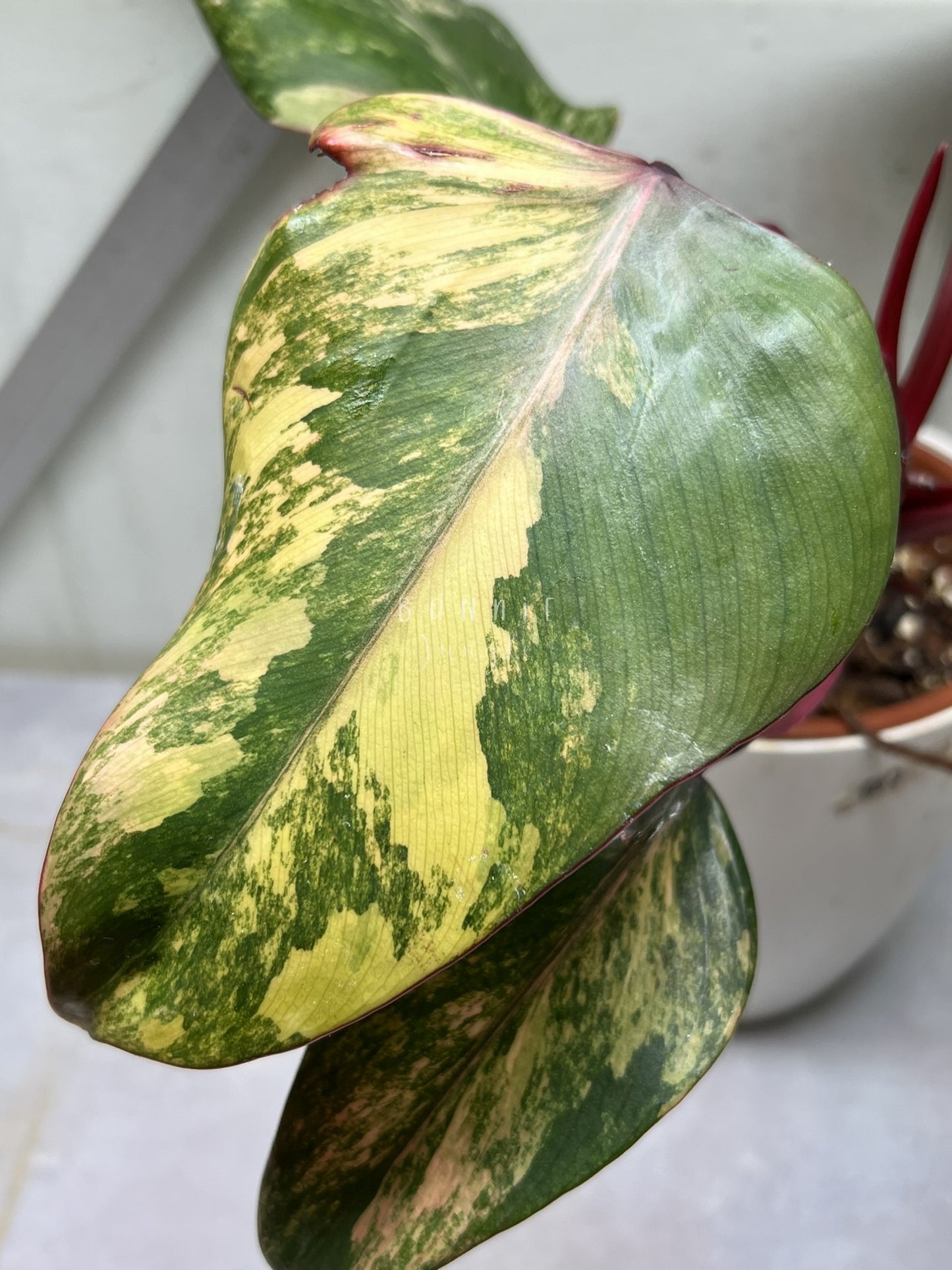 Philodendron Strawberry Shake Nr.2