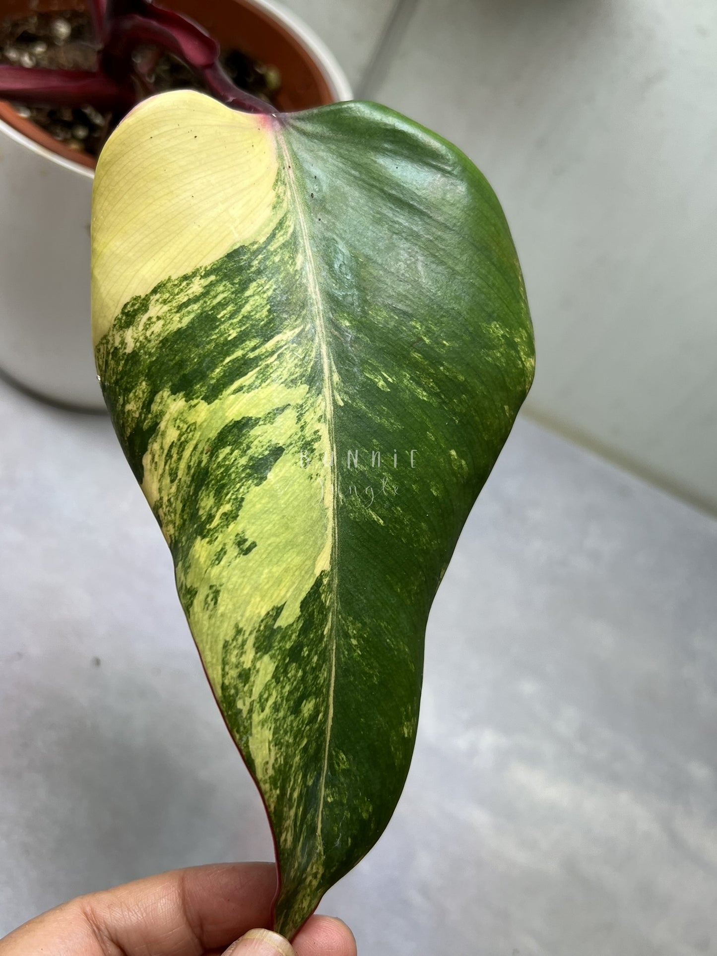 Philodendron Strawberry Shake Nr.2